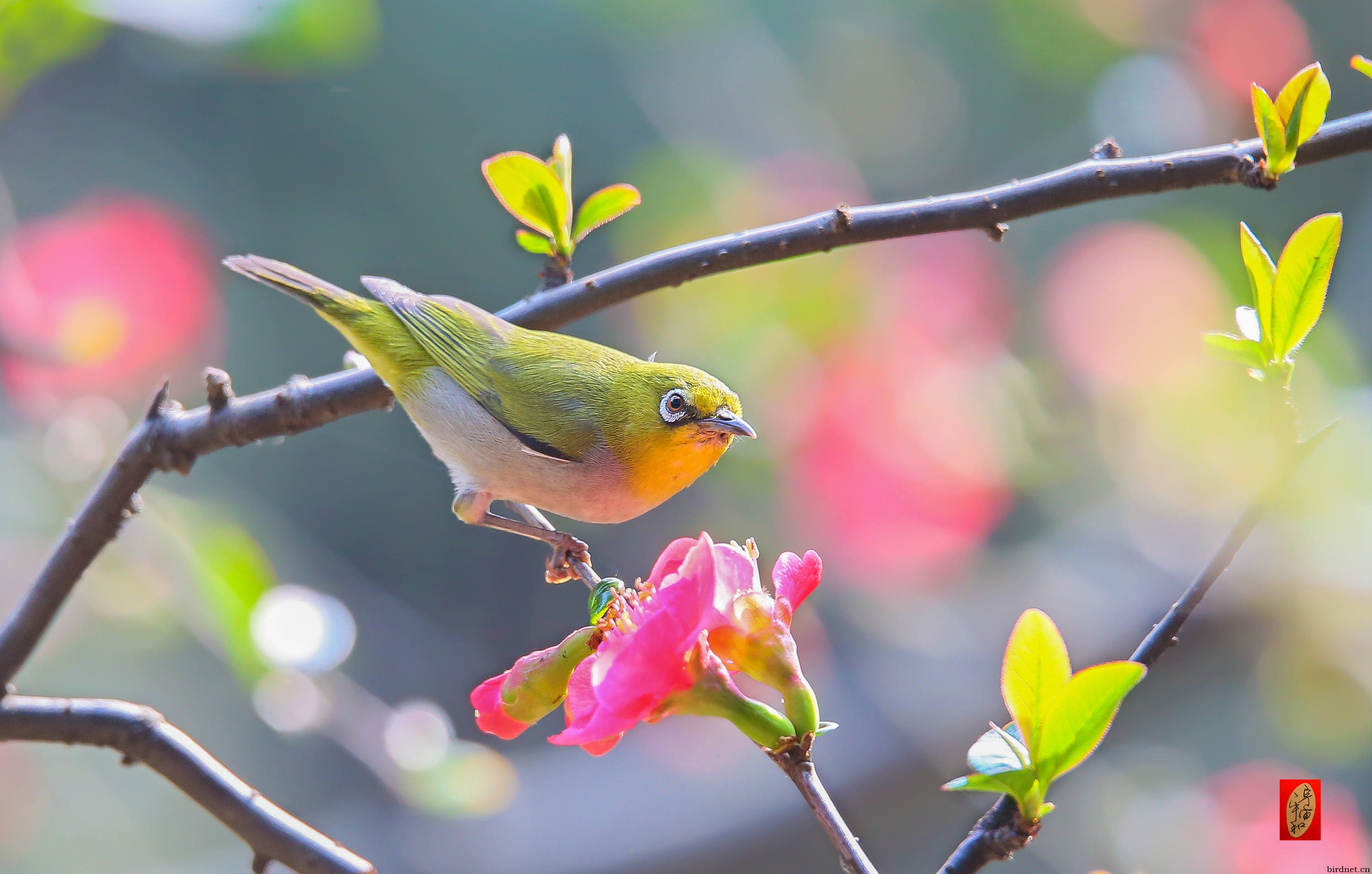 黄腹绣眼迎春图2片 - 第2页 - 林鸟版 鸟网
