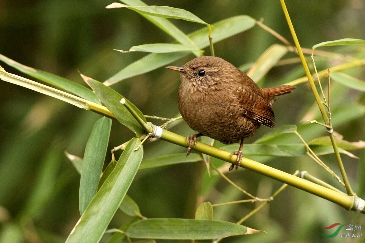 竹林里觅食的鹪鹩