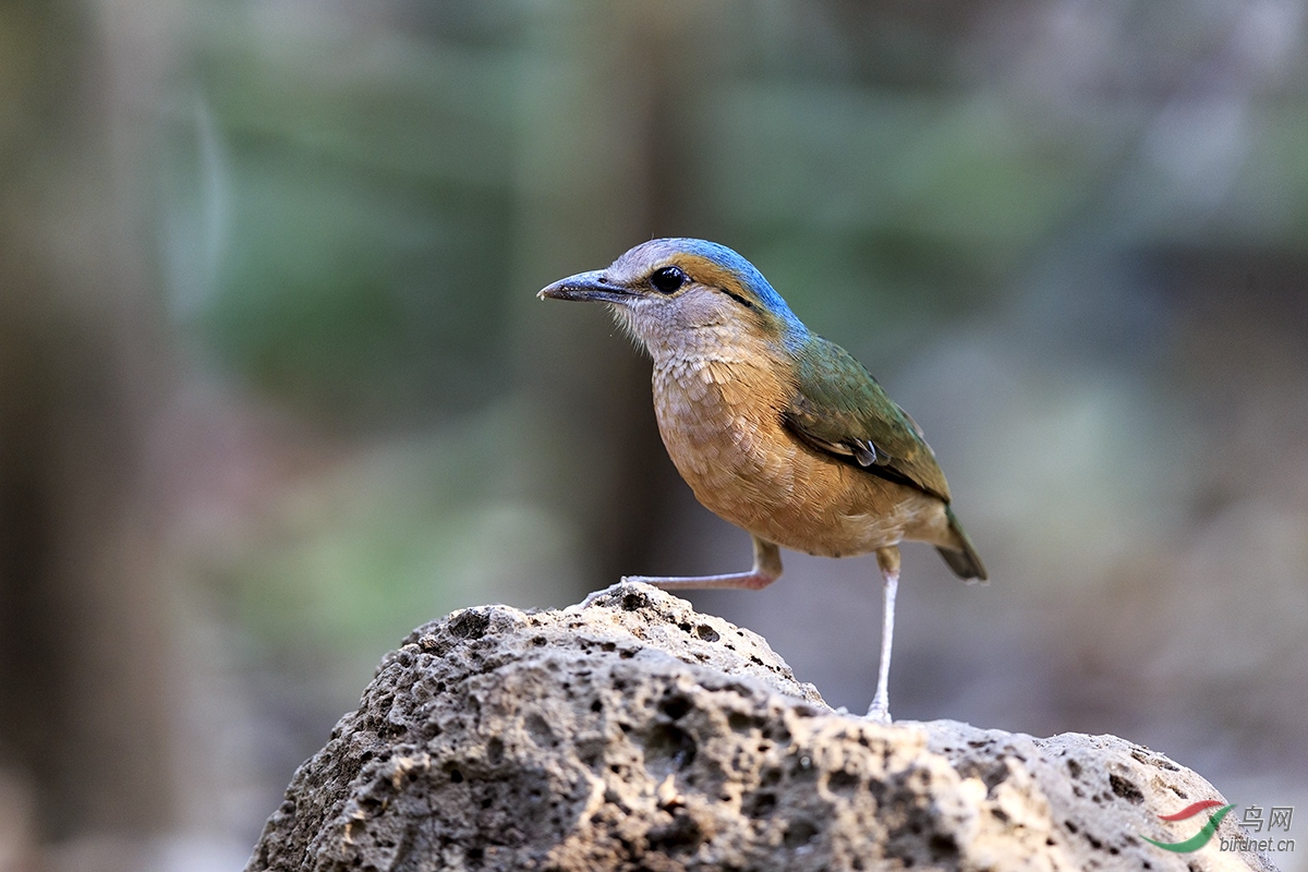 向贵州的鸟友问好--蓝背八色鸫