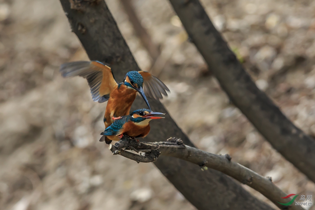 陕西版 shanxi 鸟网