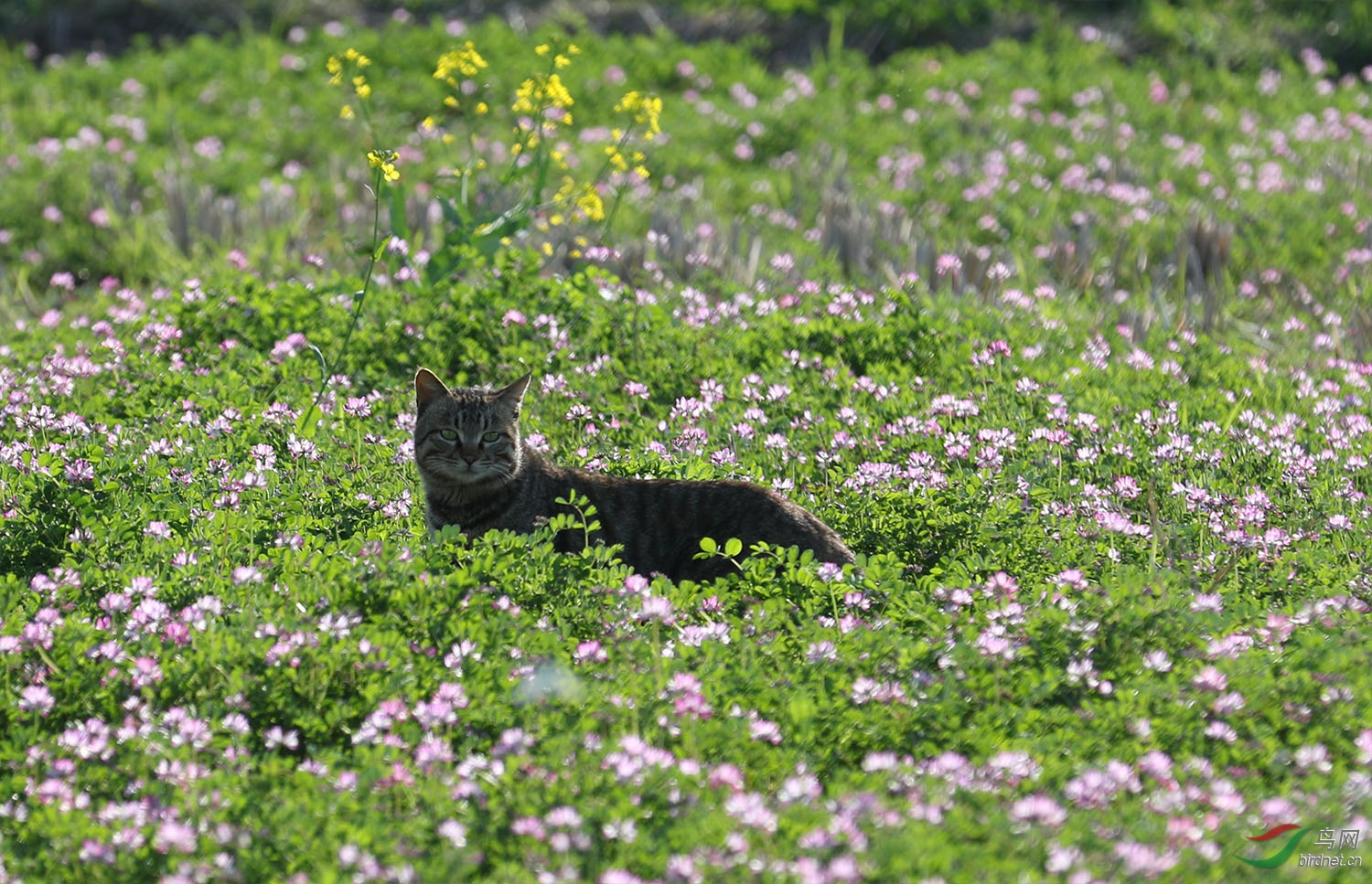 花丛中的猫咪