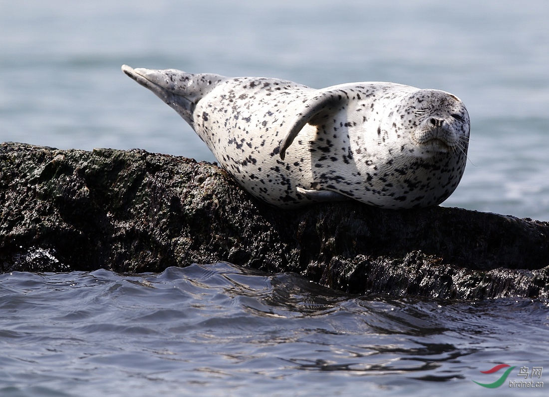 国家二级保护-----野生斑海豹 - 国家重点保护动物 鸟网