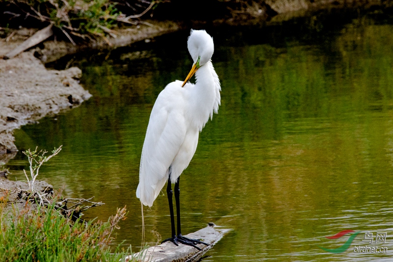 绿脸鹭鸶 - 水鸟版 鸟网