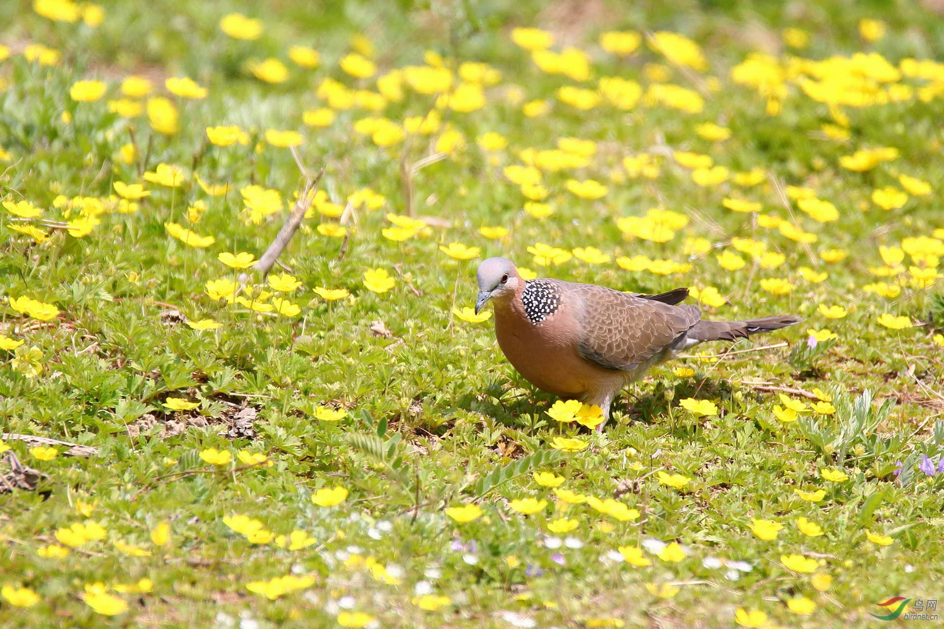 珠颈斑鸠赏花图(请点击看大图)