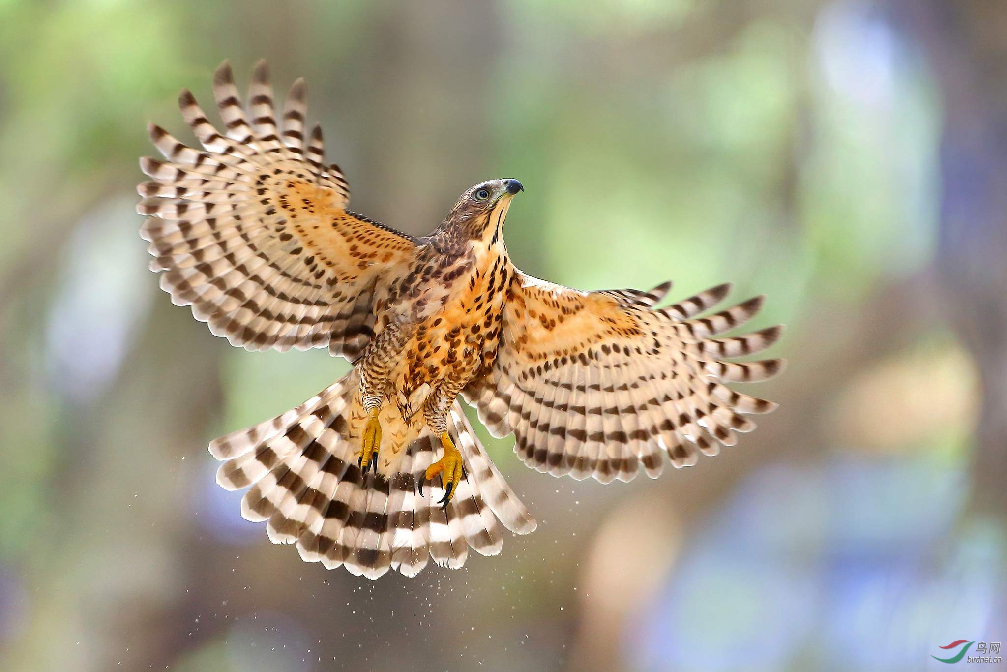 凤头苍鹰(图2恭贺每日一图)