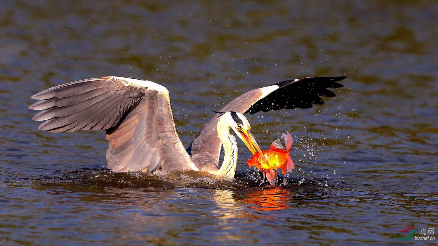 最近几天沈阳的很多鸟友都去蒲河湿地拍摄苍鹭扑鱼的精彩瞬间