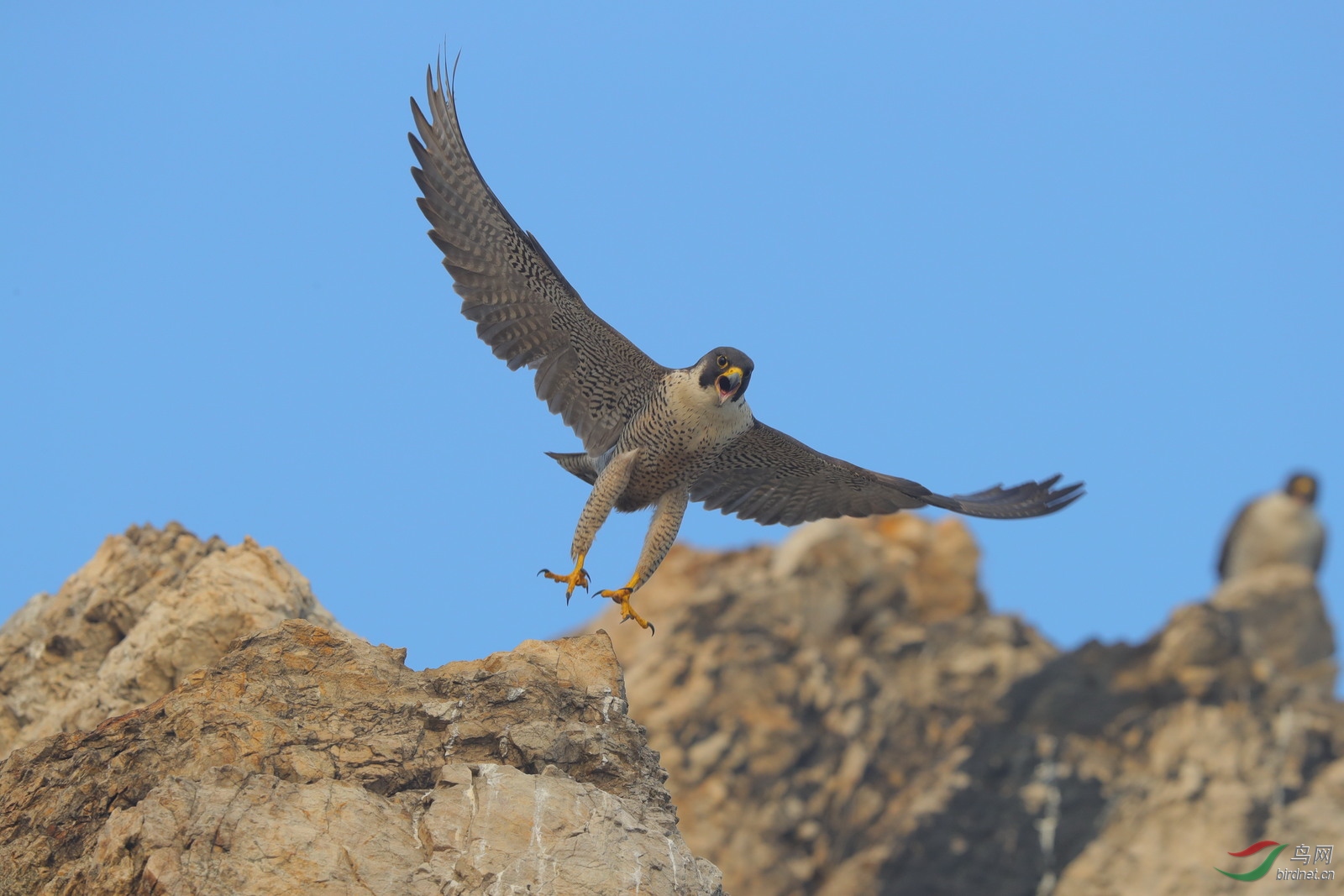 世界上短距离飞行最快的鸟-游隼之二