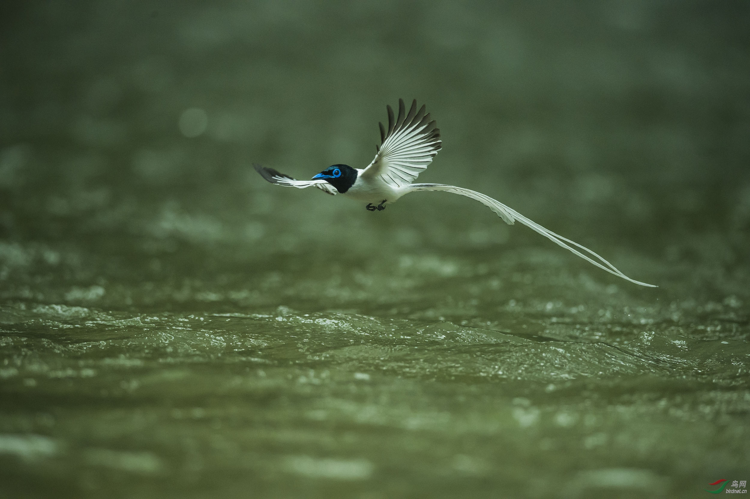 白寿带 - 香港版 hong kong 鸟网