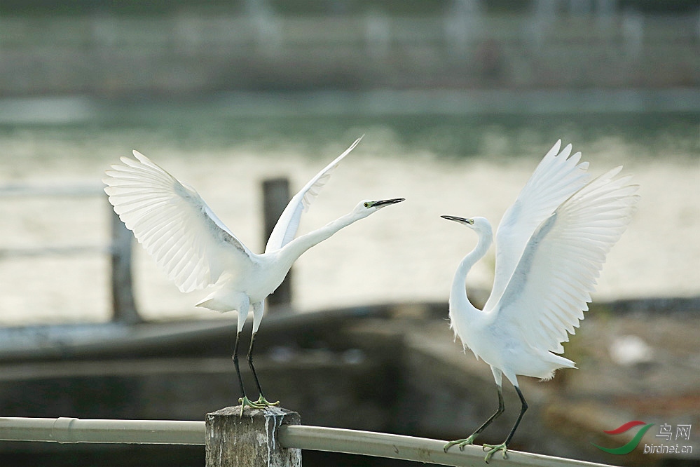 请教:黄嘴白鹭与白鹭分类 多谢!