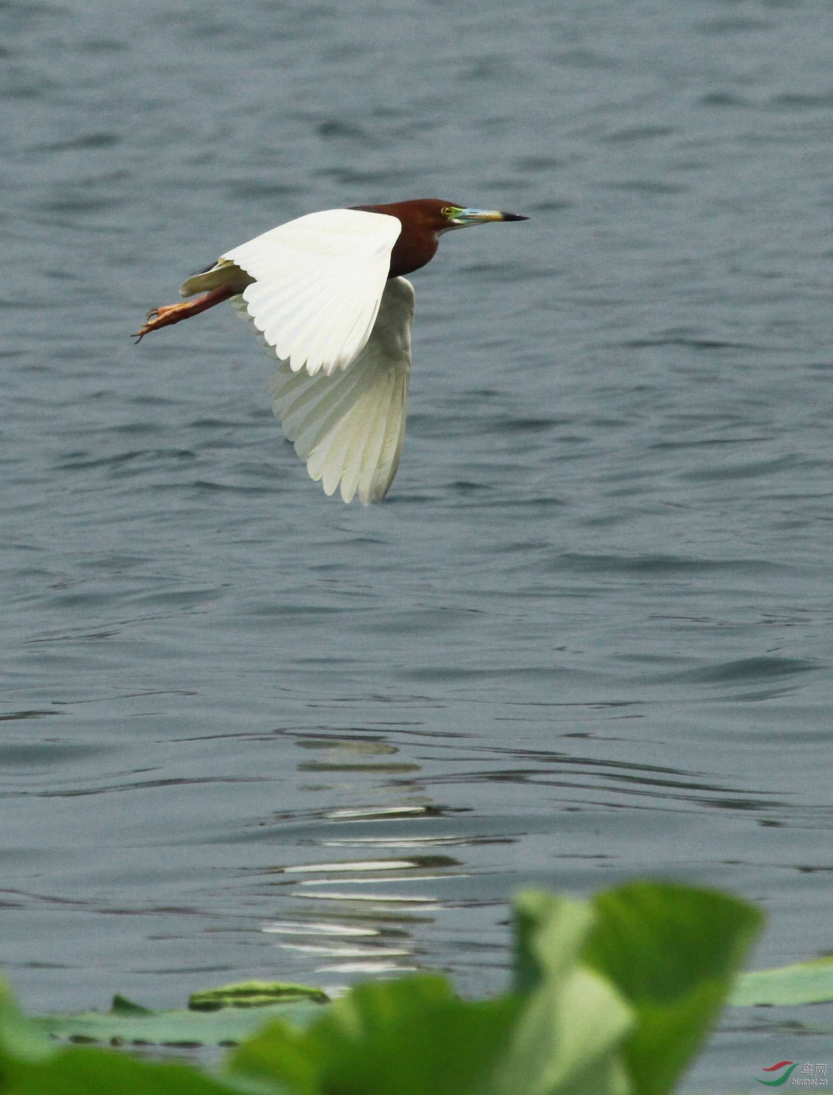 池鹭飘过—颐和园