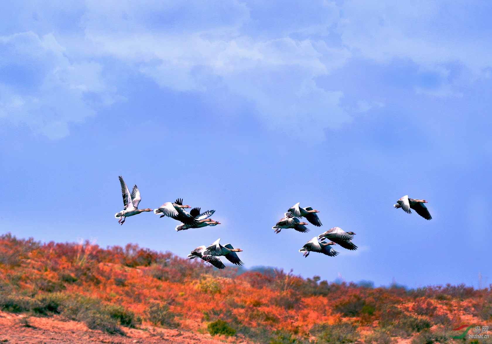 鸿雁,钟情的蒙古兄弟!