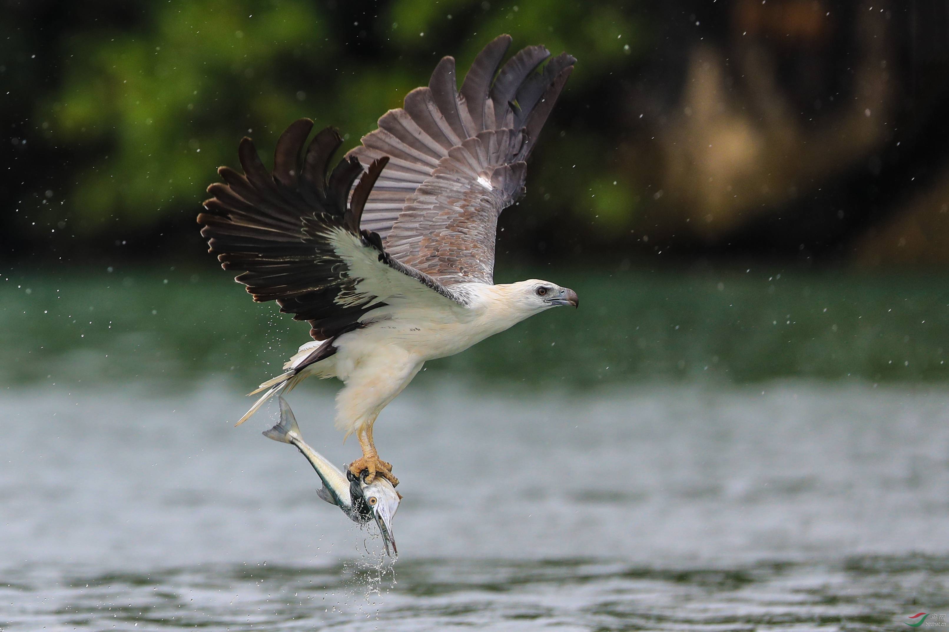 有幸拍到了白腹海雕入水捕食的过程,请各位老师指导 - 吉林版 jilin 