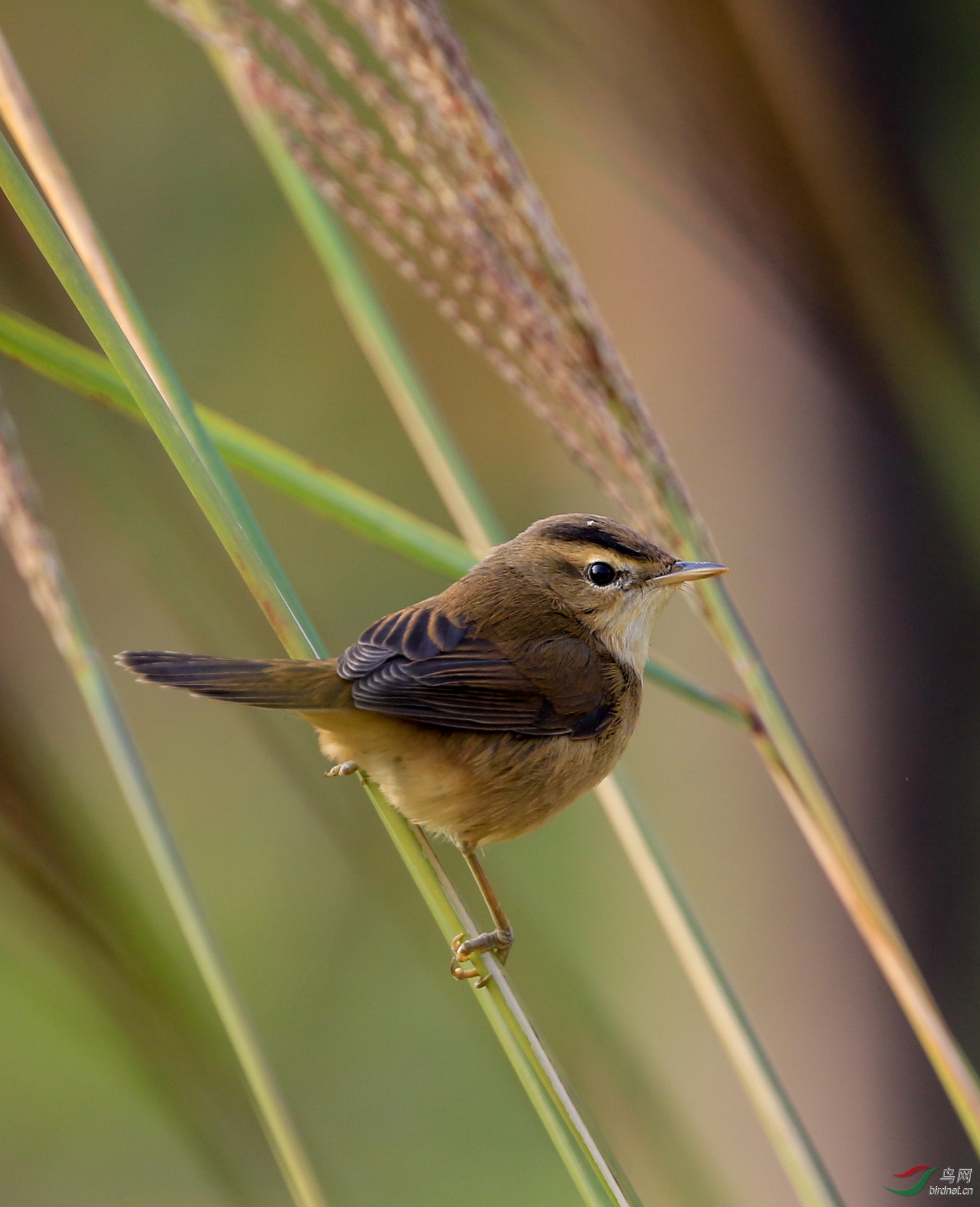 16-10黑眉苇莺-3.jpg