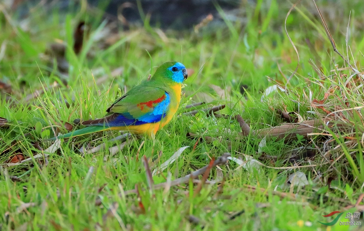 绿宝石鹦鹉turquoise parrot.jpg
