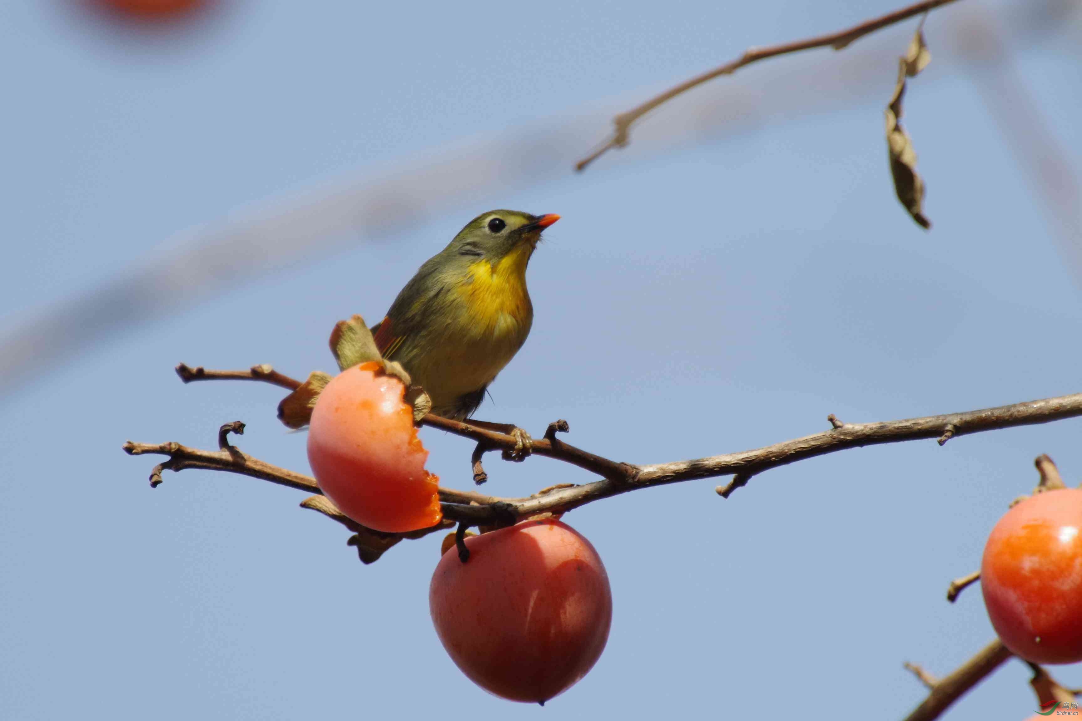 相思鸟吃柿子