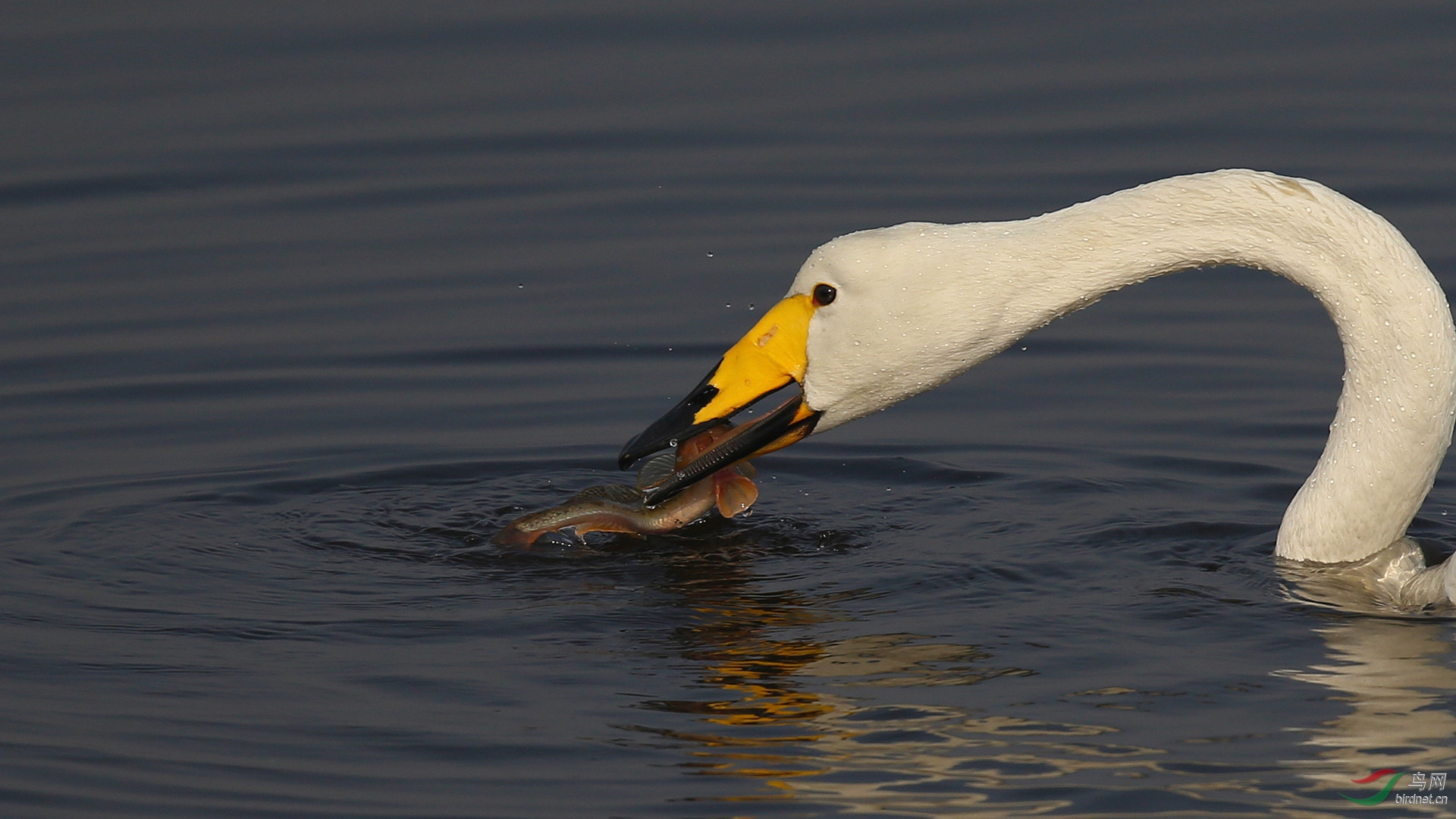 天鹅吃鱼