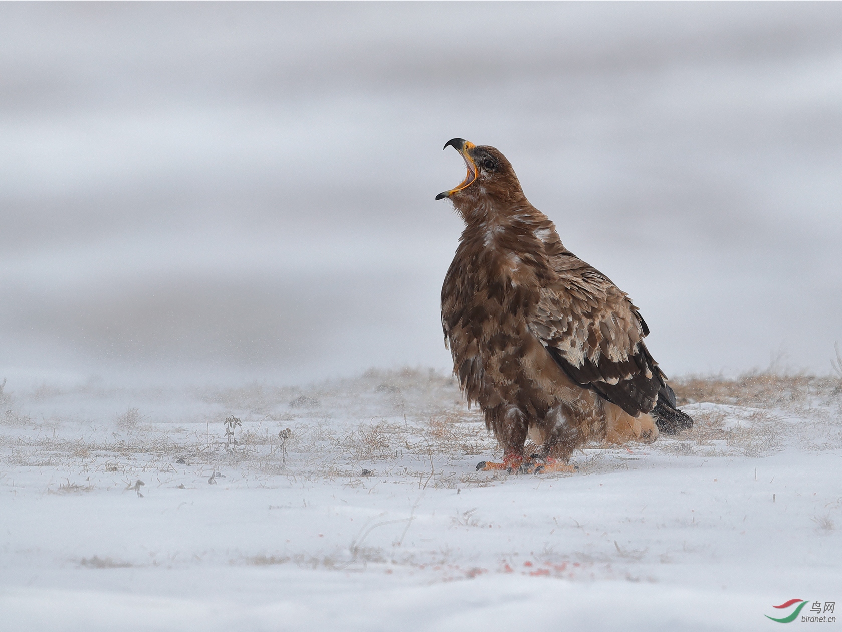 吼- 猛禽版 鸟网