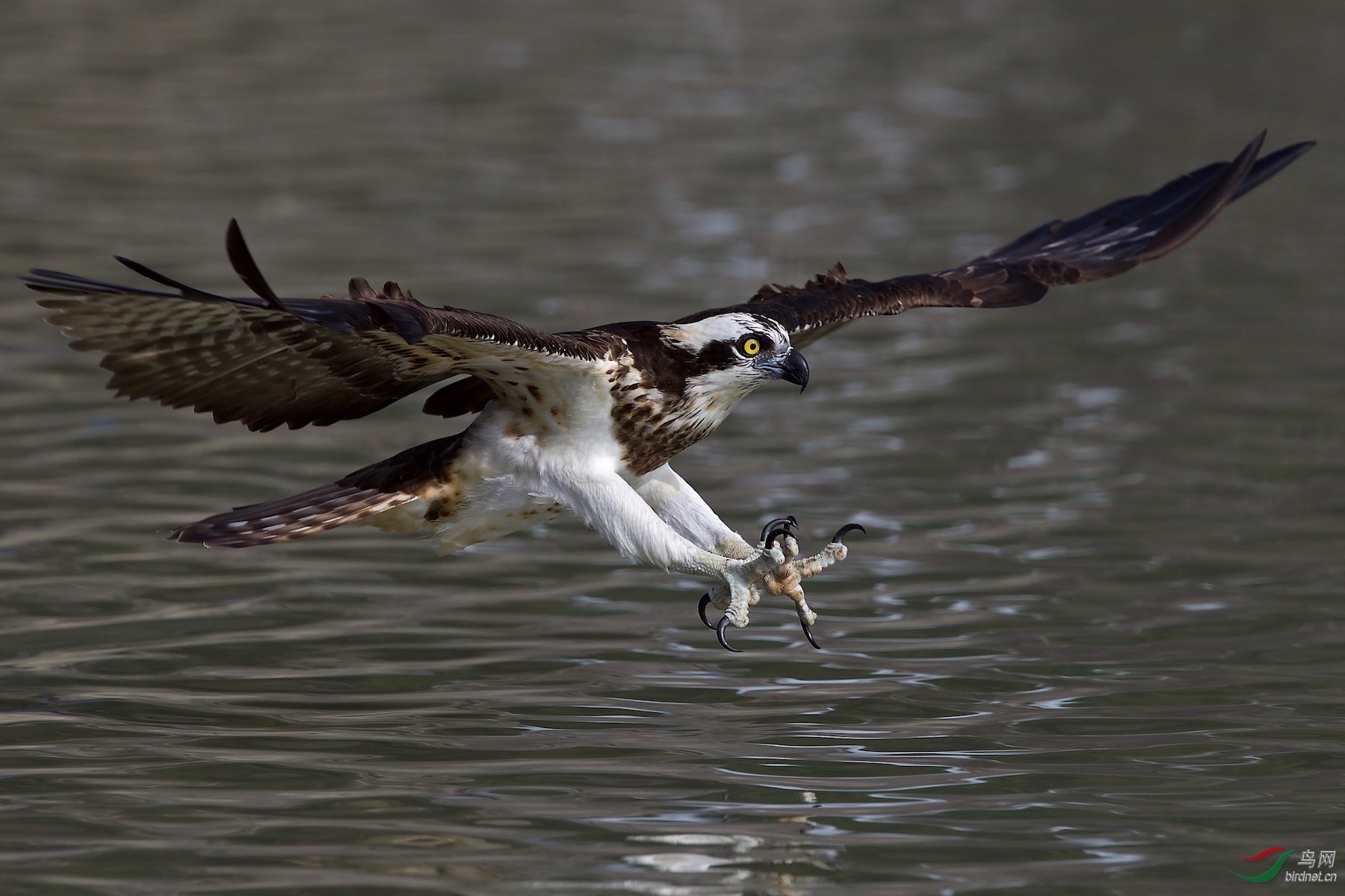 鱼鹰(osprey)