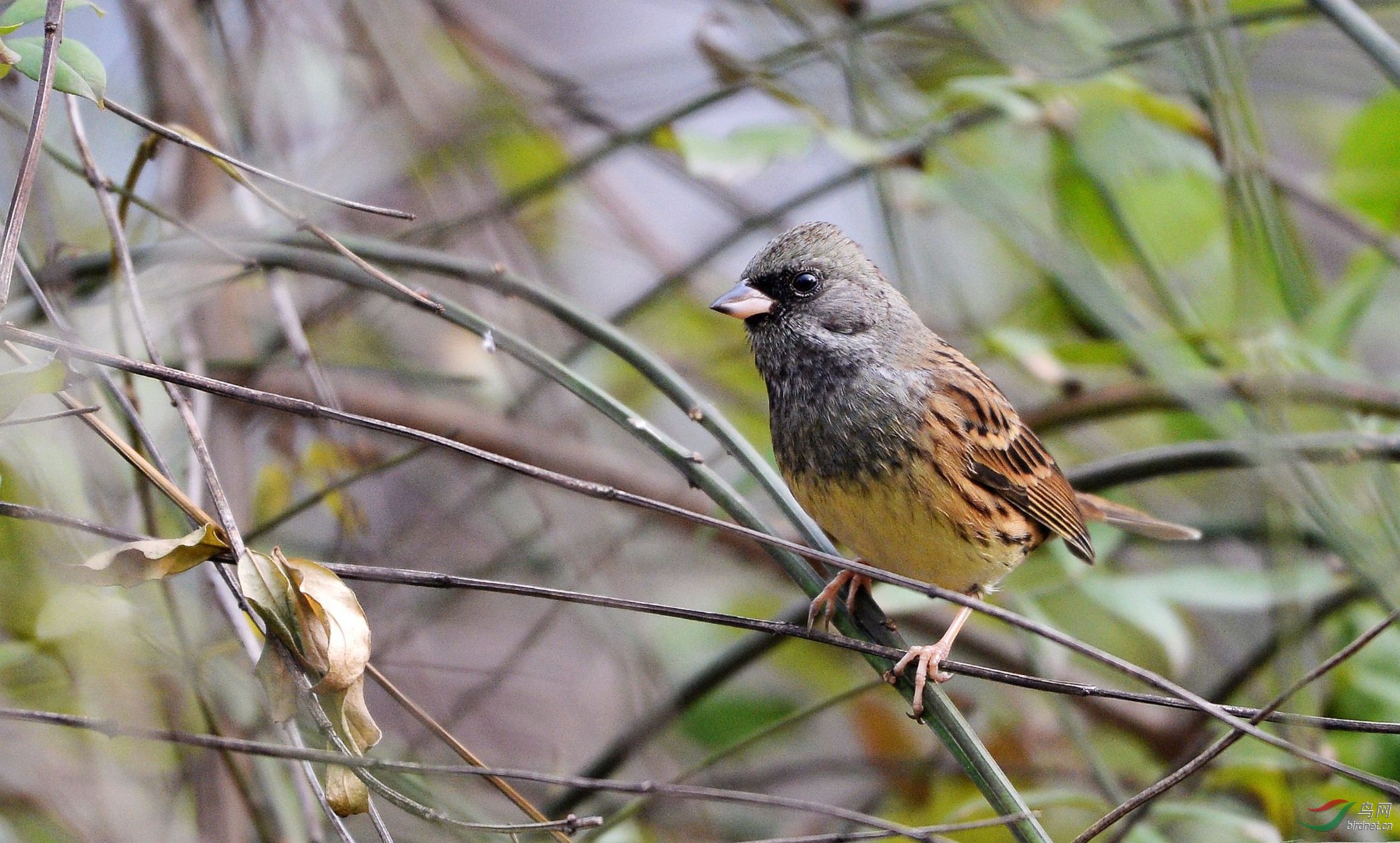 树林中的 灰头鹀