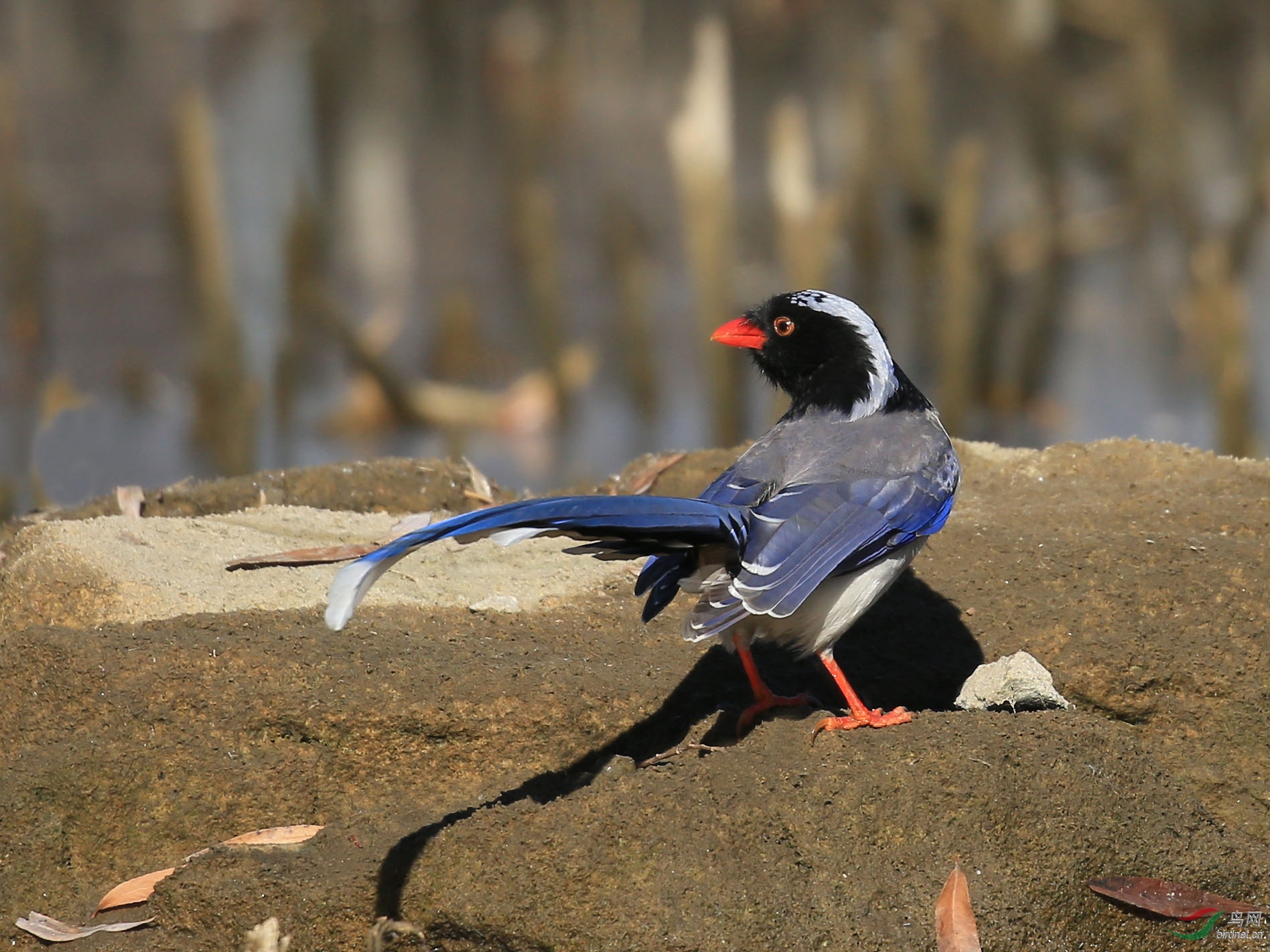 红嘴蓝鹊--奥森 - 林鸟版 鸟网