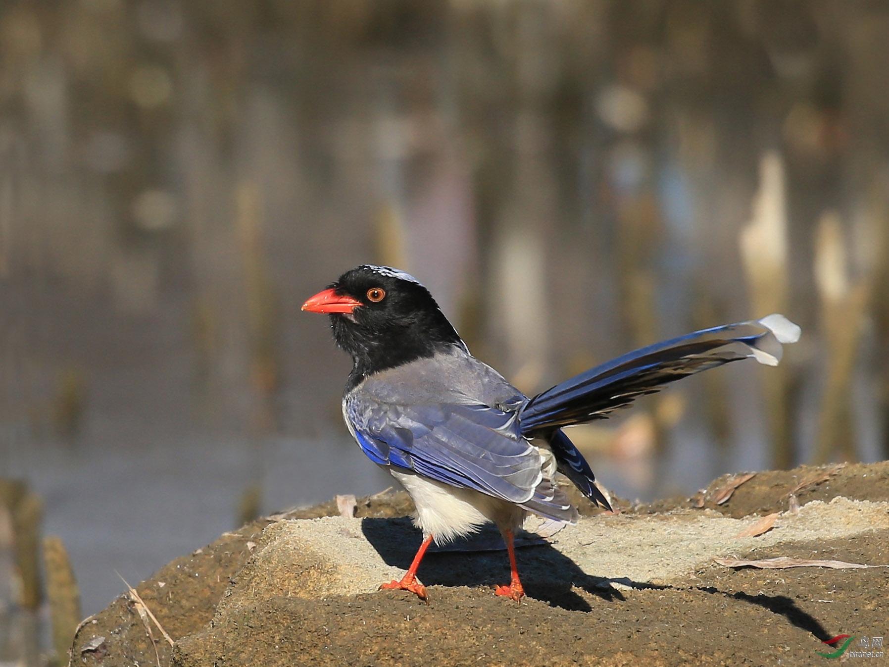 红嘴蓝鹊--奥森 - 林鸟版 鸟网