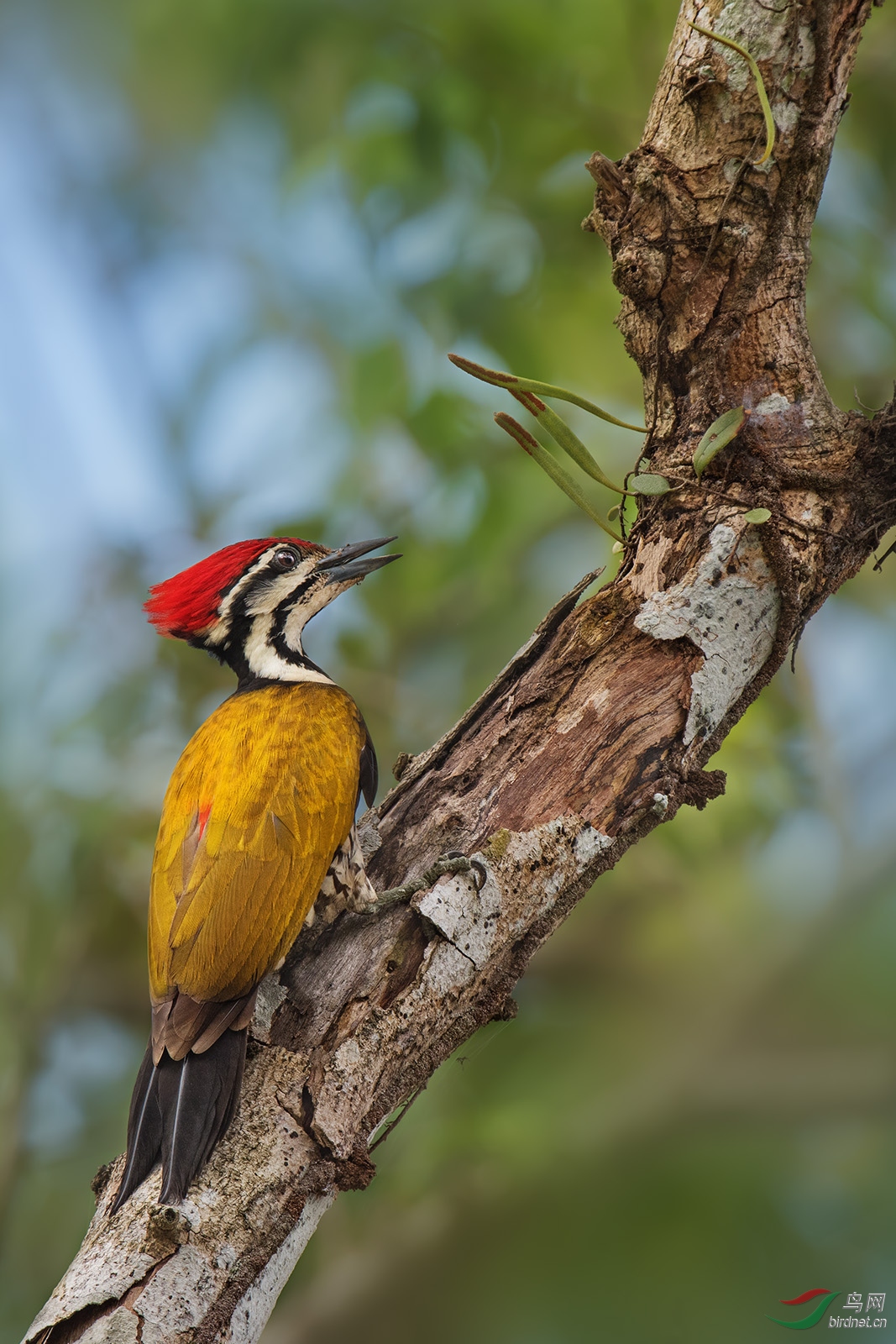 (金背三趾啄木鸟)金背三趾啄木鸟.祝贺荣获首页精华