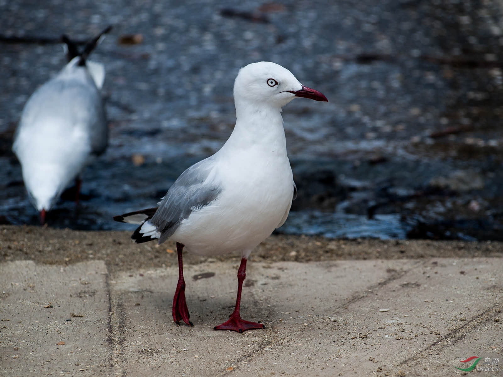 新西兰:玫瑰园海滩的红嘴海鸥