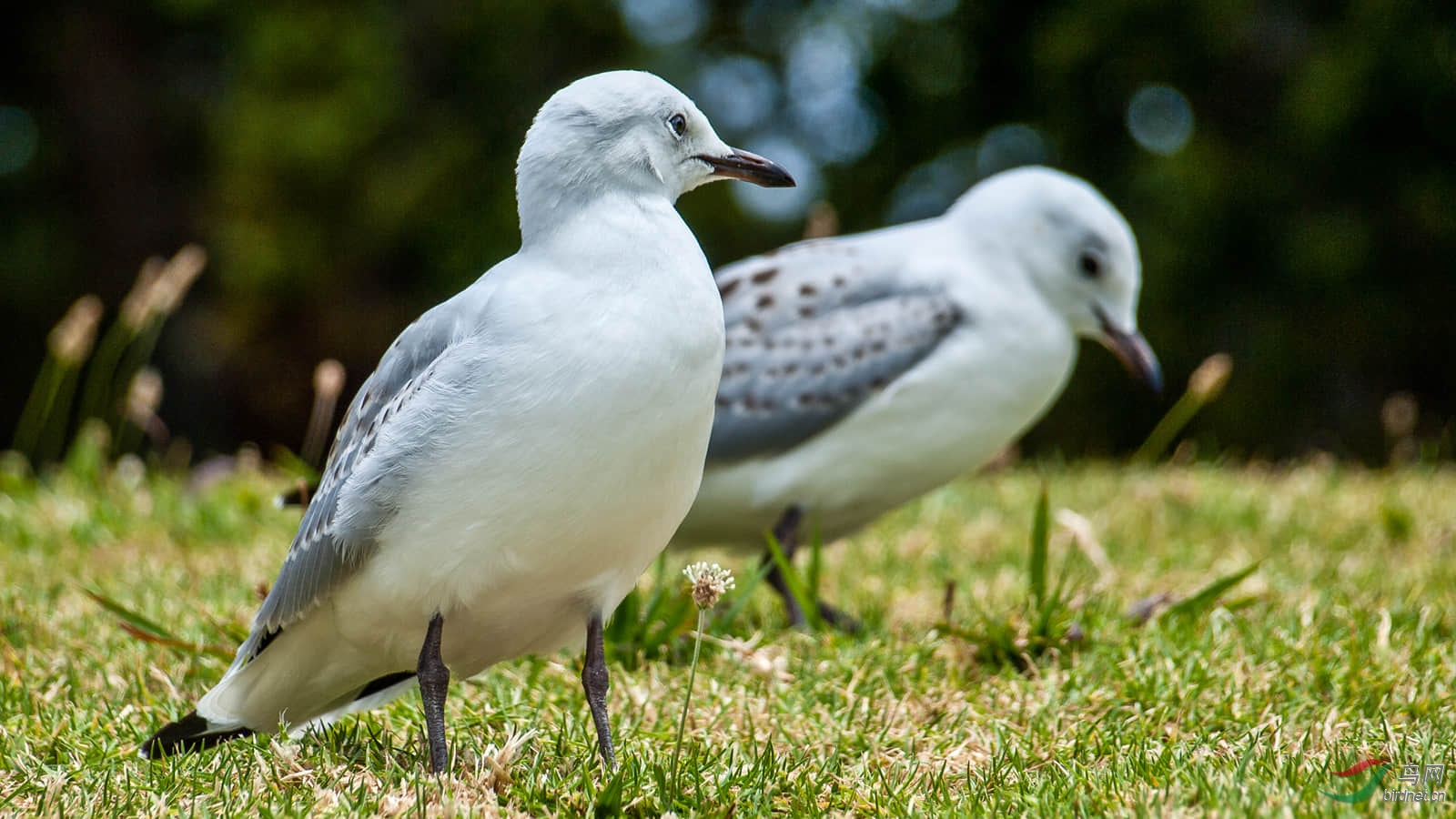 新西兰:玫瑰园海滩的红嘴海鸥 - 水鸟版 鸟网