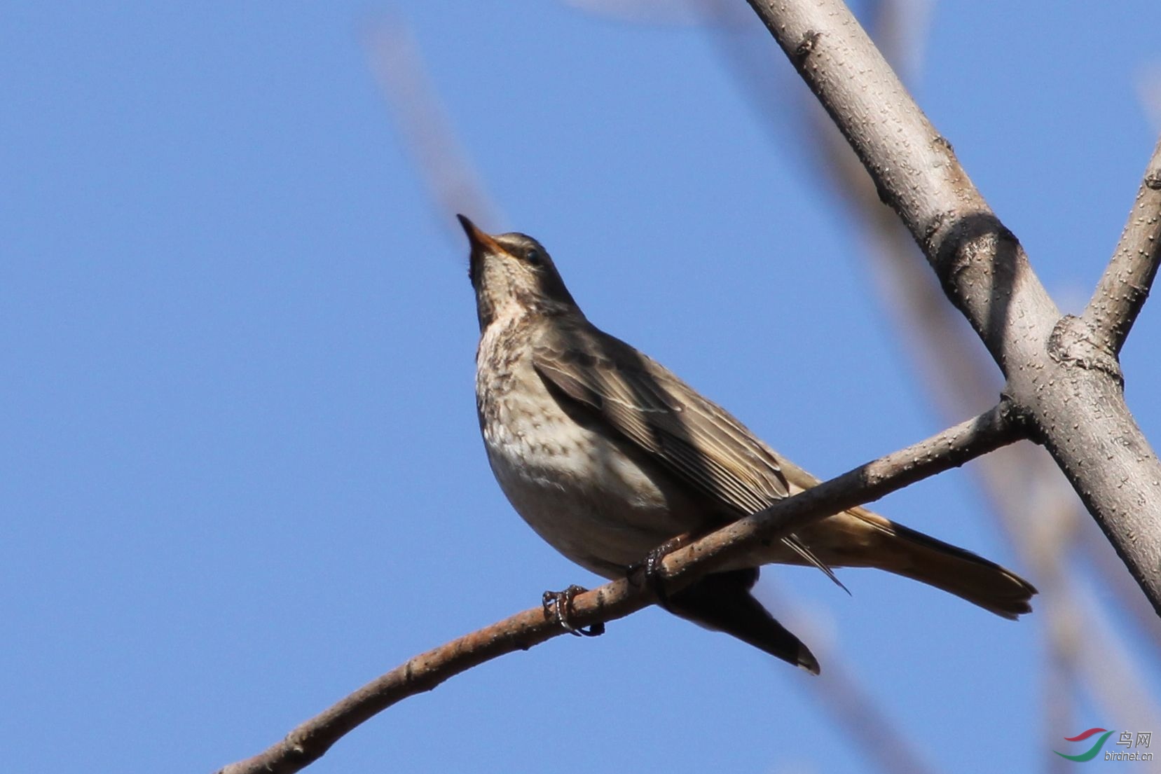 近期摄于北京 - 鸟类识别 鸟网