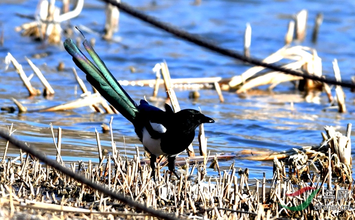 在阳光的作用下第一次拍到喜鹊尾巴是这个颜色,真美