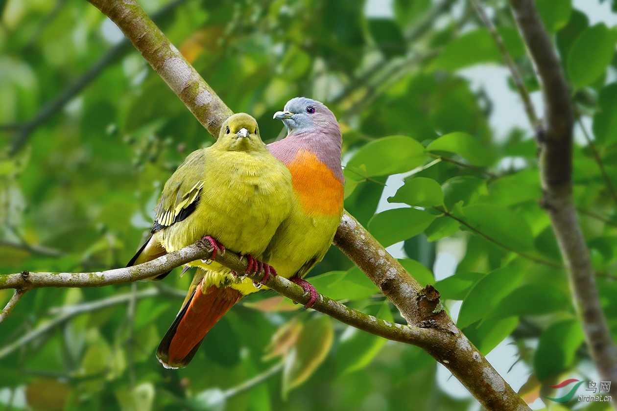 (红颈绿鸠)红颈绿鸠(荣获首页精华)