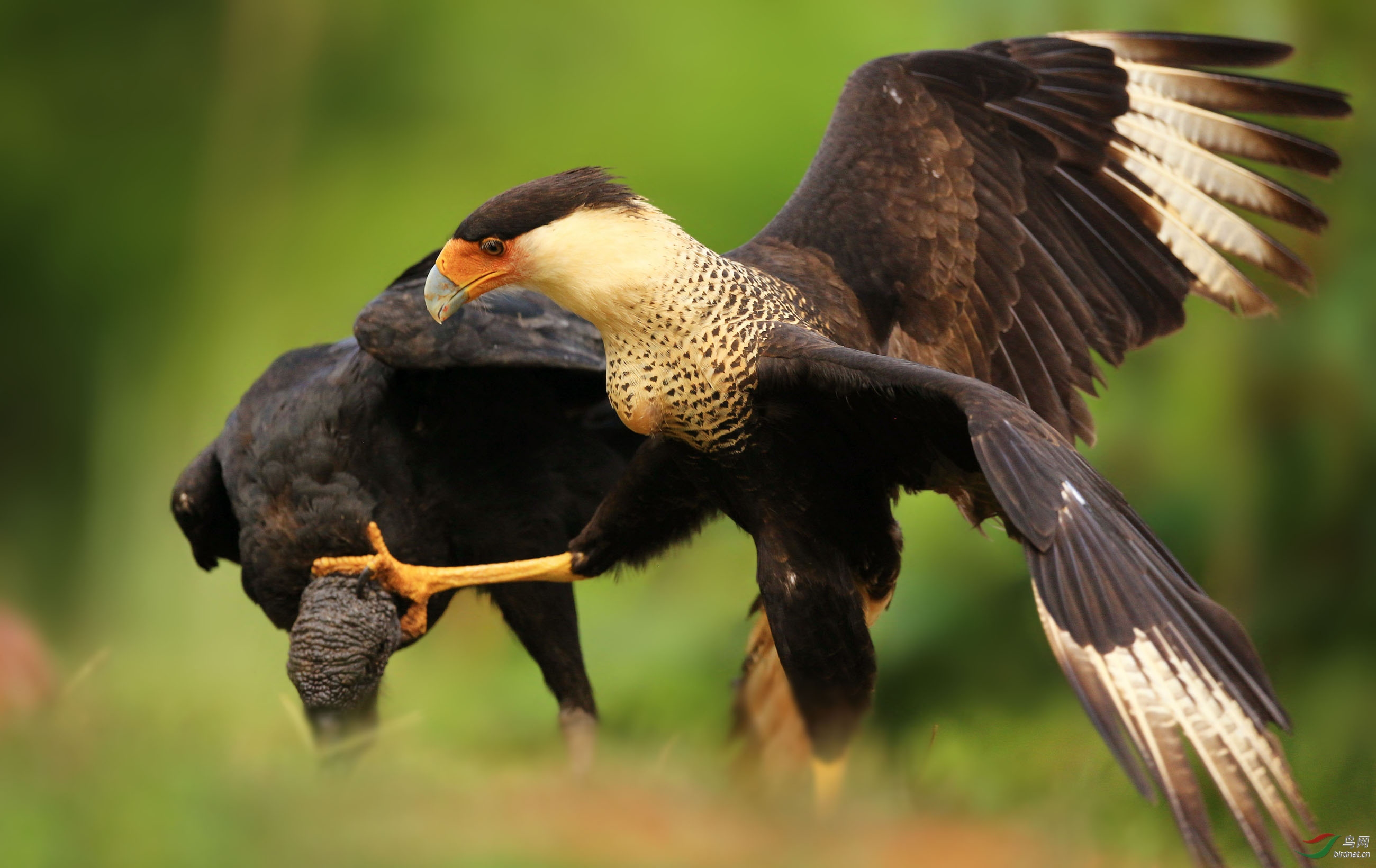 (凤头巨隼)风头卡拉鹰(荣获首页精华)
