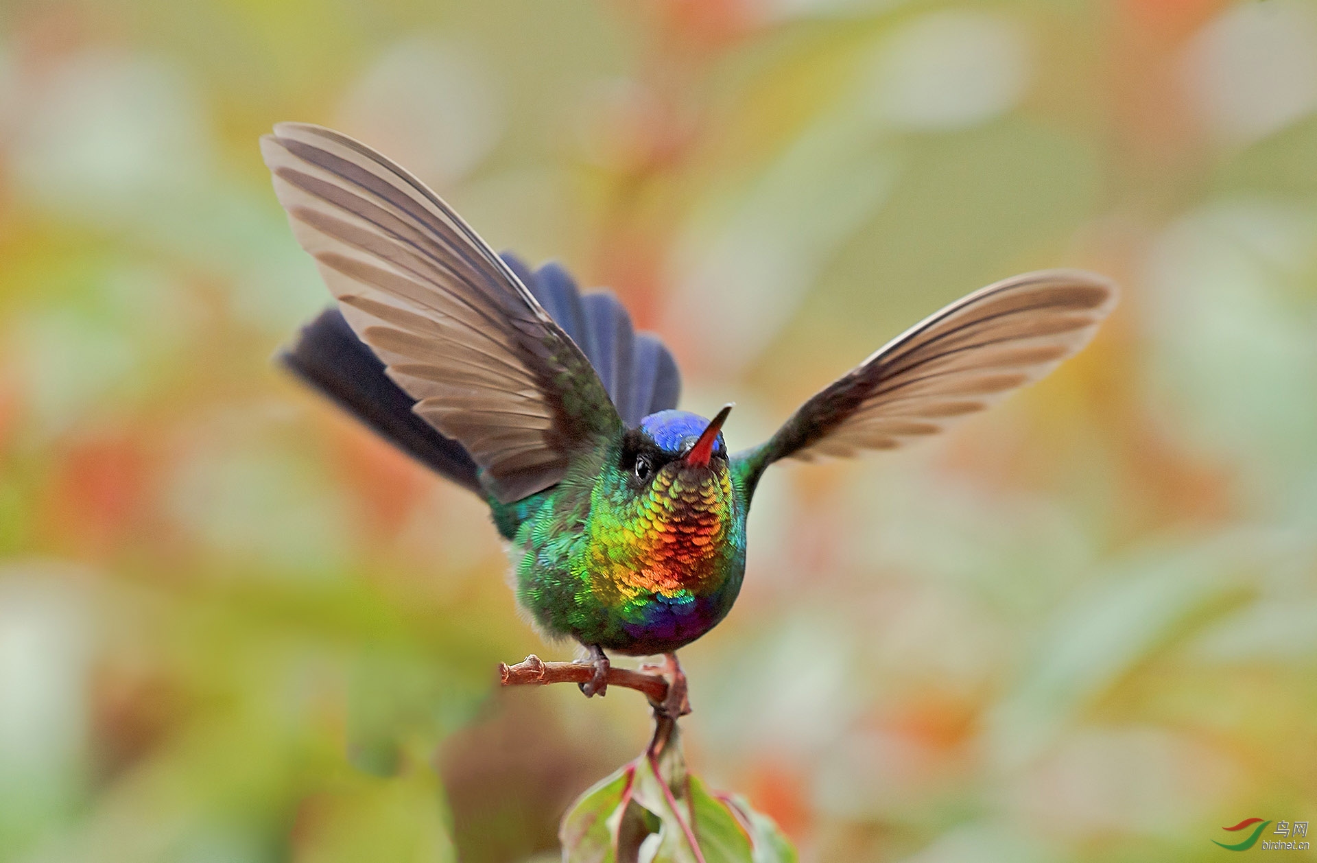 (火喉蜂鸟)哥斯达黎加鸟摄之旅(我为蜂狂)(图二获得首页精华)