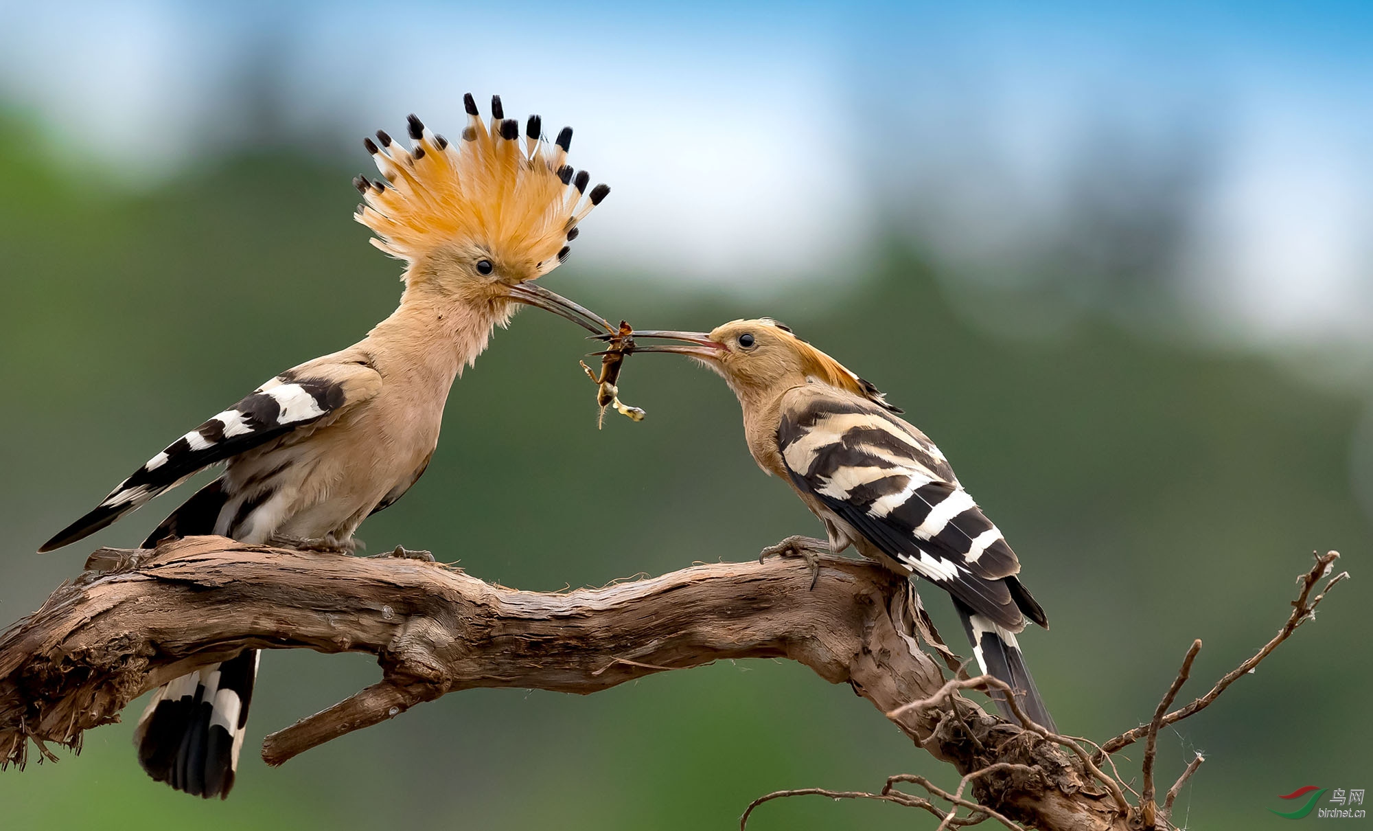 戴胜鸟喂养小鸟 - 黑龙江版 heilongjiang 鸟网