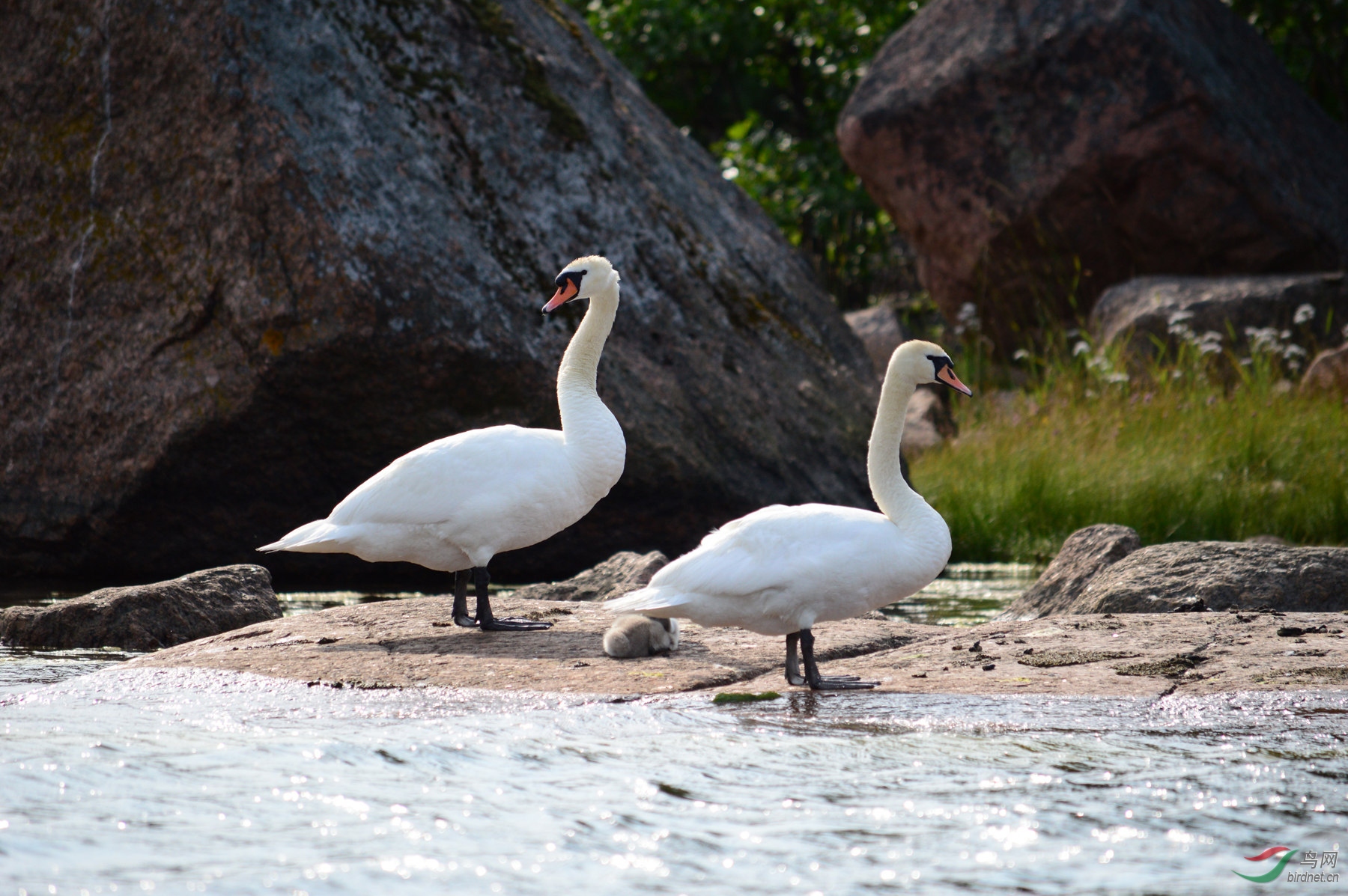 天鹅是芬兰的国鸟.祝各位老师端午节安康!