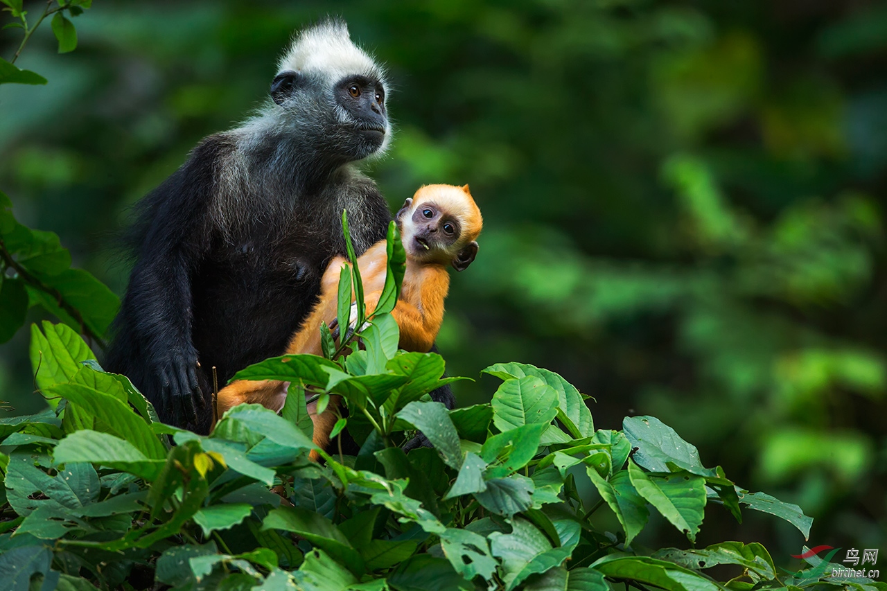 白头叶猴—宝宝撒娇(贺获野生动物精华)