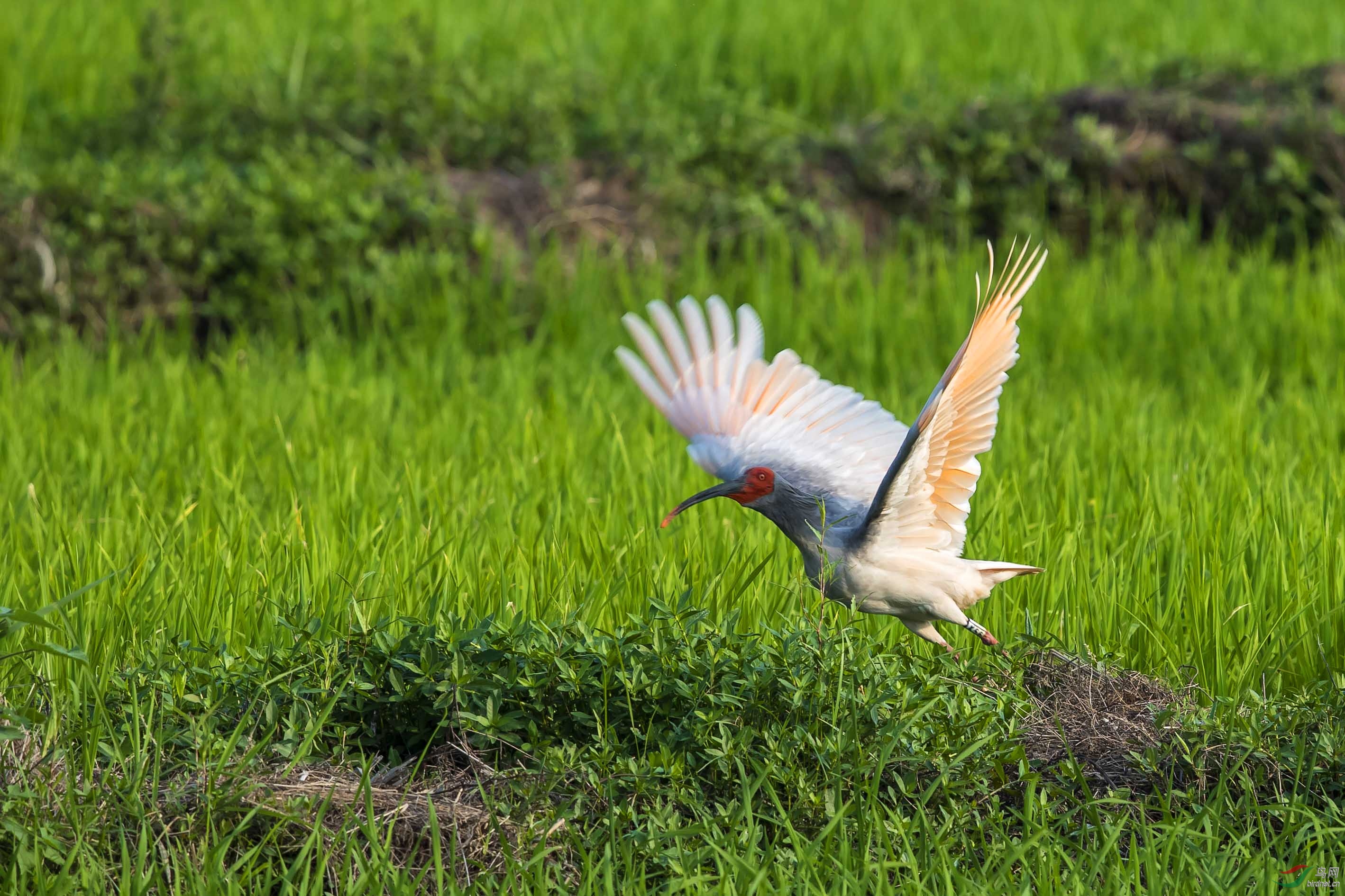 稻田里的朱鹮 - 海南版 hainan 鸟网