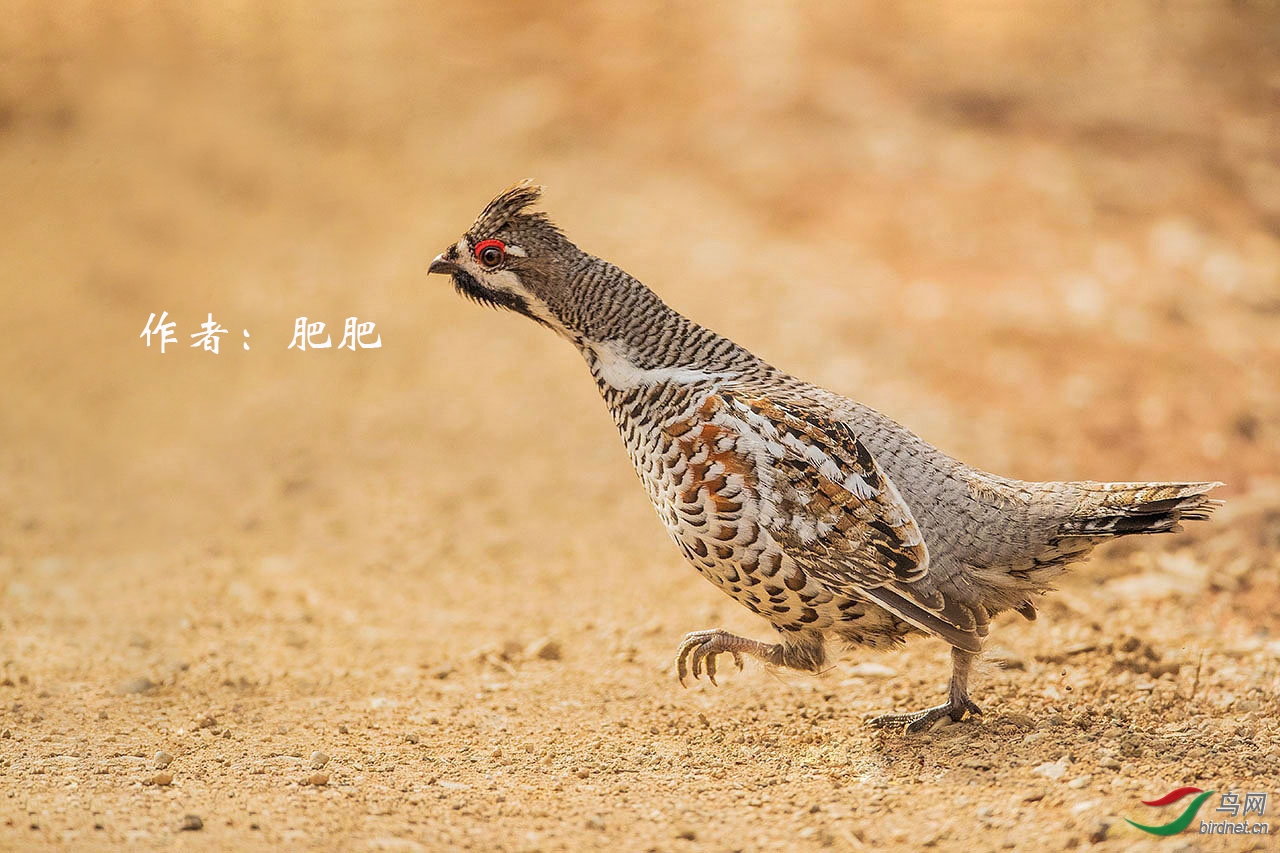 2017国内鸡形目鸟种大全(附图)根据《中国鸟类图志》关注宝儿编辑整理