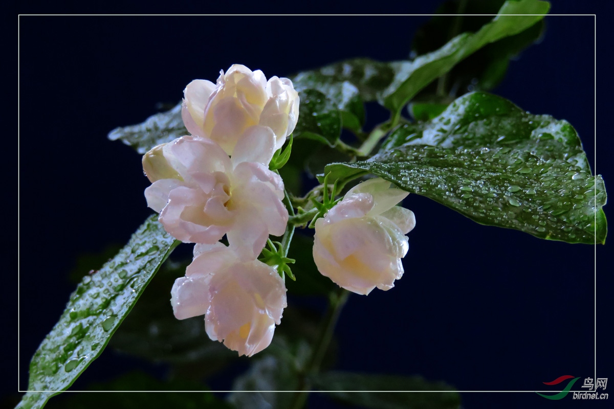 苿莉花开玉发香