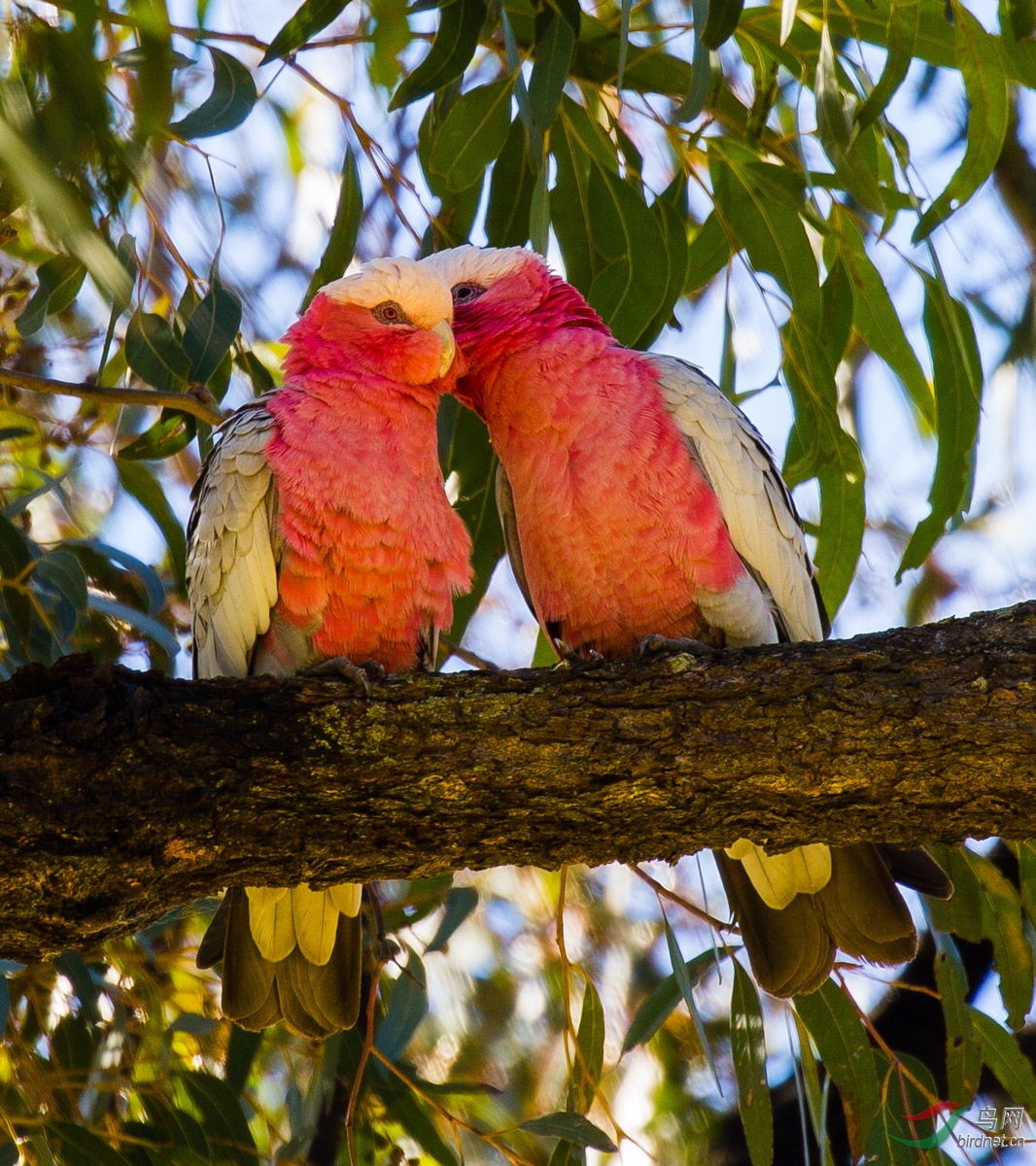 粉红葵花凤头鹦鹉