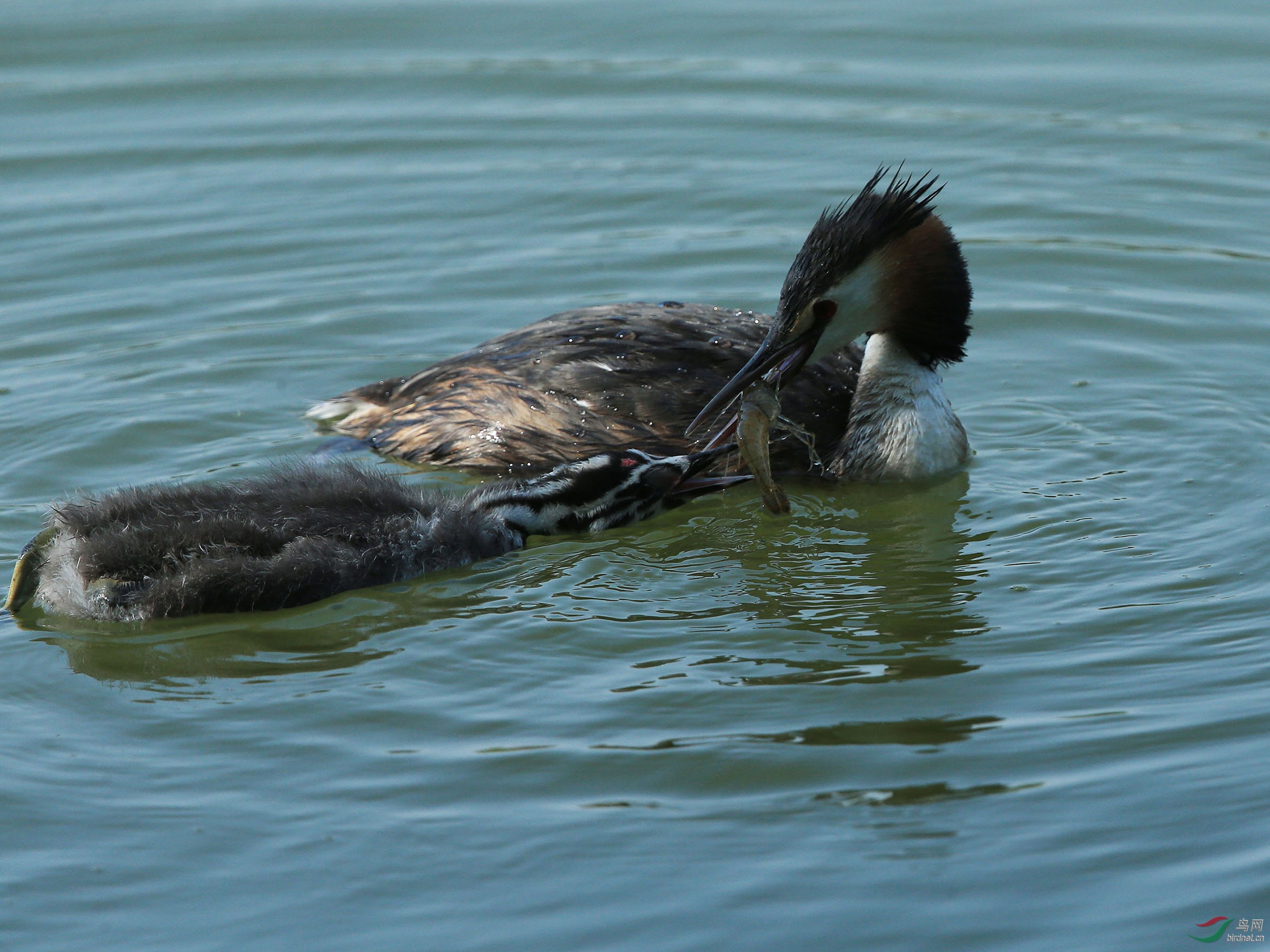 风头䴙䴘母子--颐和园 - 水鸟版 鸟网