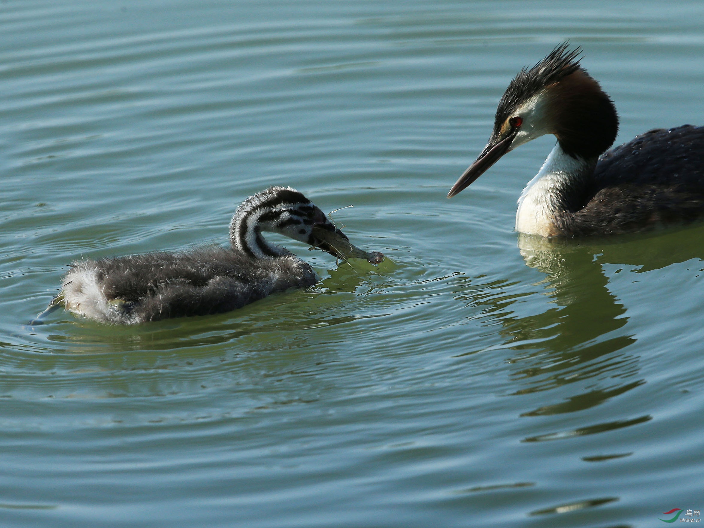 风头䴙䴘母子--颐和园 - 水鸟版 鸟网