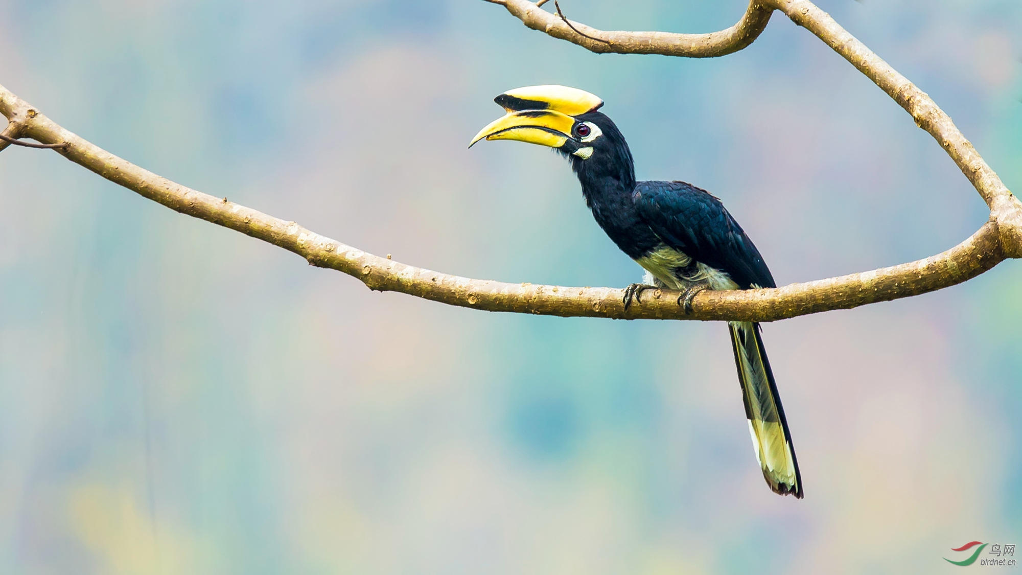 云南回忆 冠斑犀鸟