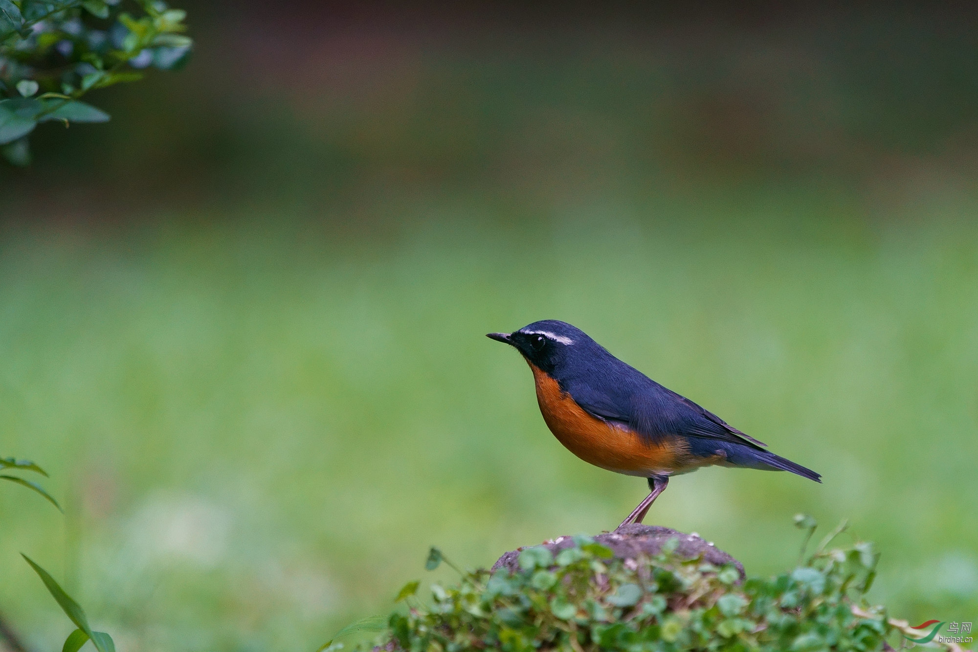 秋天来的栗腹歌鸲