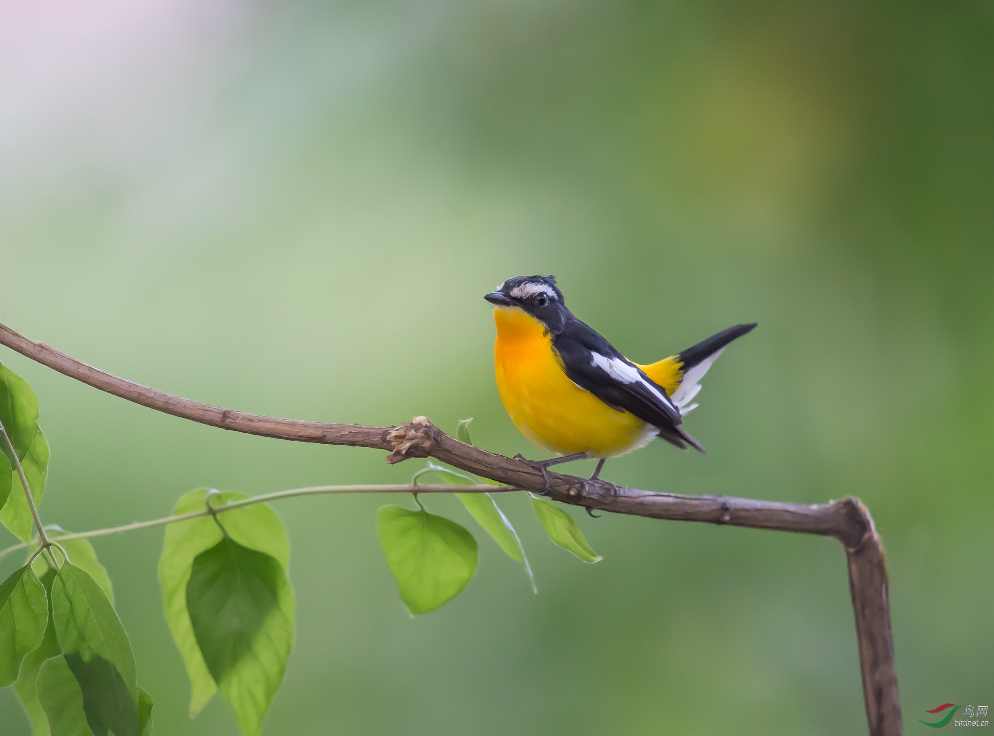 白眉姬鹟 - 四川版 sichuan 鸟网