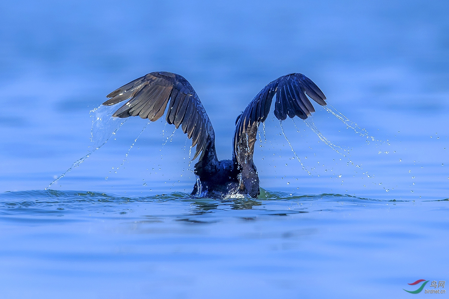 水面上露出双翅的海鸬鹚