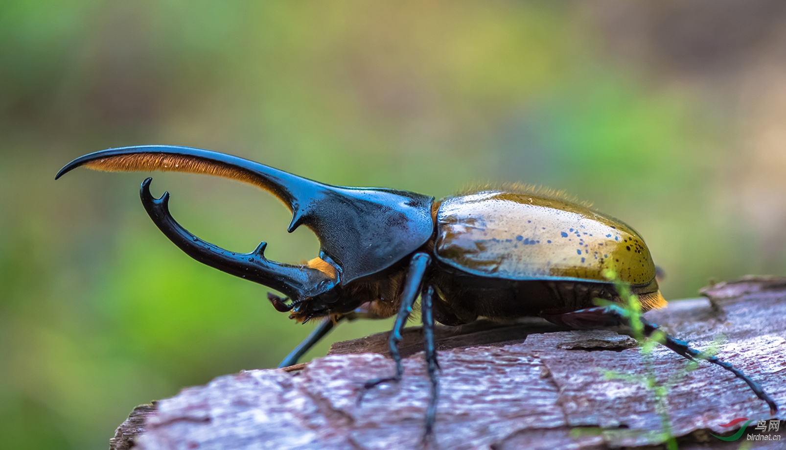 好大的长戟大兜虫 - 野生动物版 鸟网