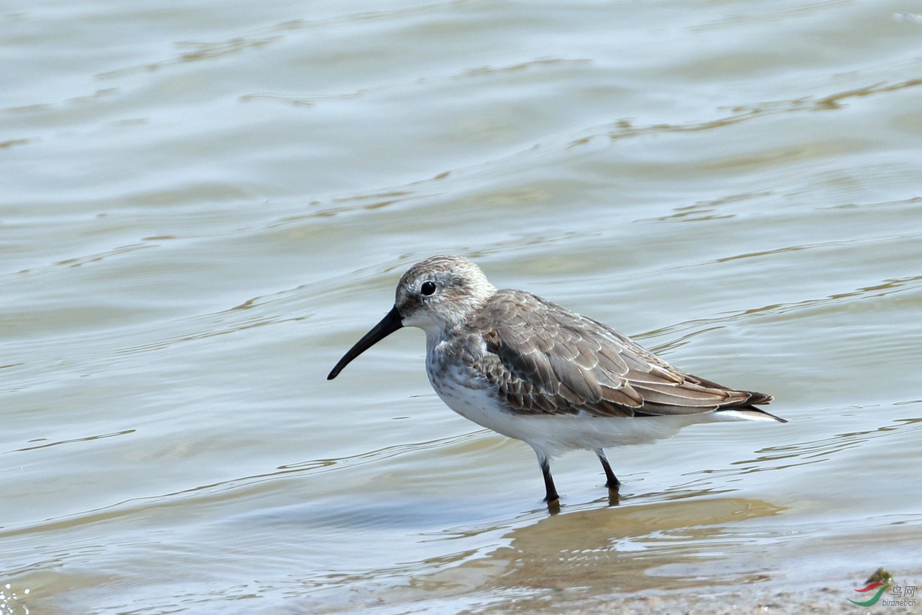 请教几只鸻鹬鸟名 - 鸟类识别 鸟网