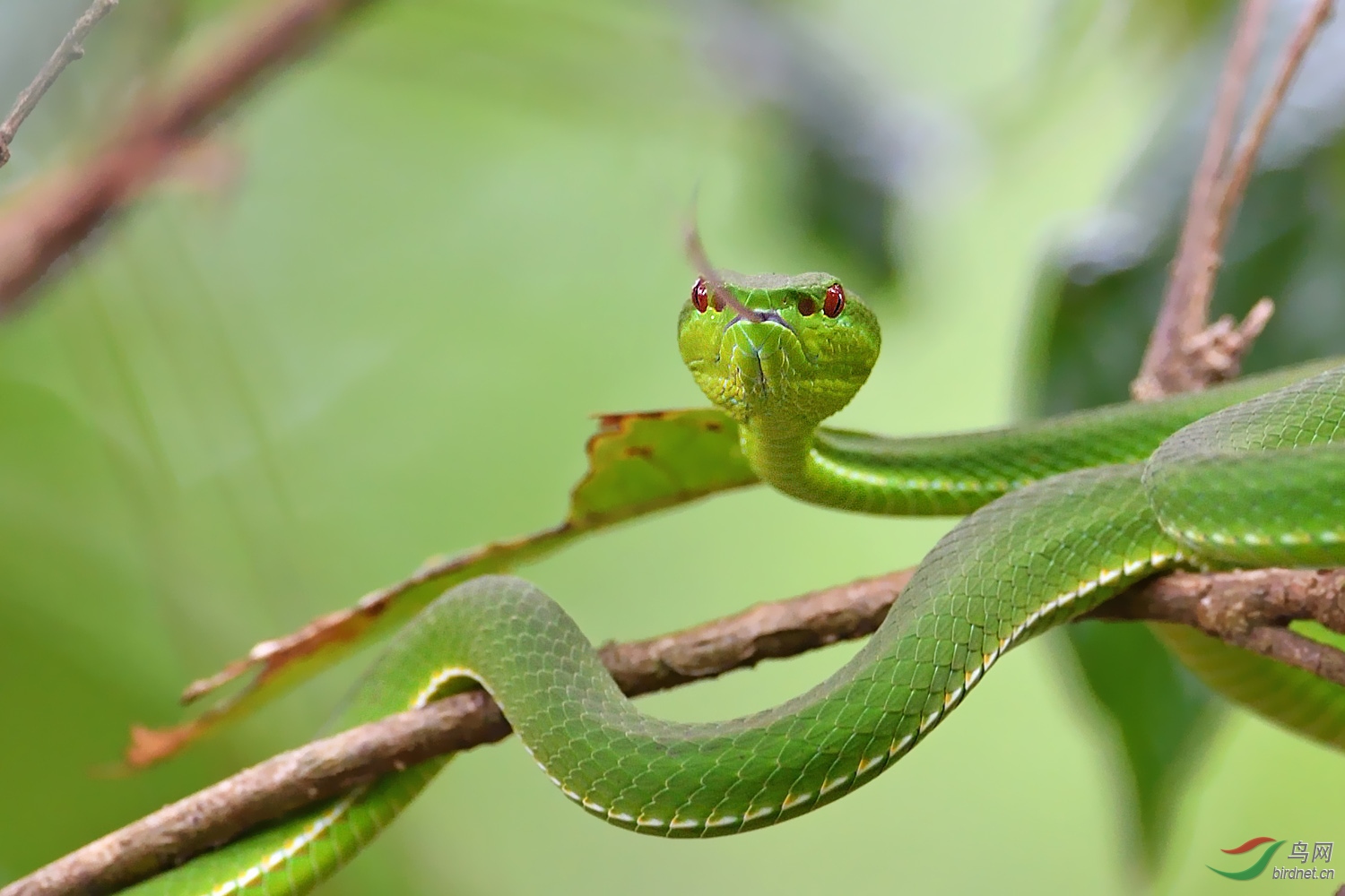 竹叶青蛇(祝贺荣获首页精华)