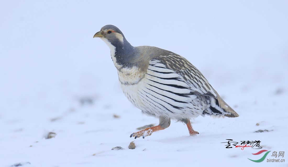 藏雪鸡 - 新疆版 xinjiang 鸟网